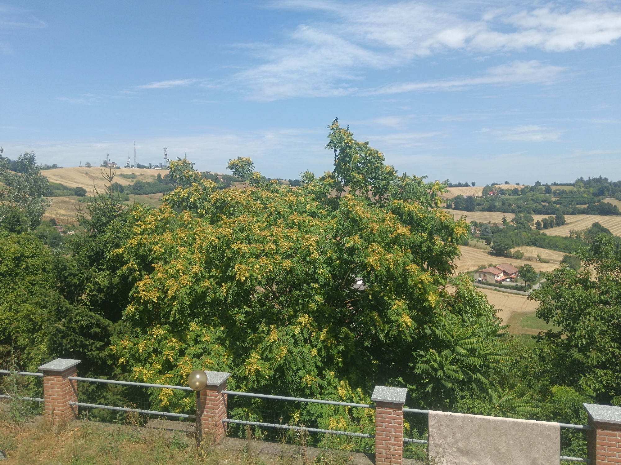 This image depicts a scenic rural landscape under a bright, partly cloudy sky, suggesting a daytime setting likely in late spring or summer. The foreground features a brick railing with stone caps, a metal fence, and overgrown grass, hinting at a slightly neglected but natural environment. Behind the railing, a lush, vibrant green tree dominates the midground, adorned with clusters of small yellow flowers. Further into the background, rolling hills are visible, marked with harvested fields of a golden-brown hue, interspersed with patches of green trees and some scattered houses. The architecture of the houses, with their terracotta roofs, suggests a Mediterranean setting. In the far distance, several tall telecommunication towers stand on a hilltop, indicating the presence of modern infrastructure within the otherwise traditional rural vista. The overall impression is one of peaceful, sun-drenched countryside, typical of the Italian region of Alessandria. No people or specific events are captured in the image, and no text is visible.