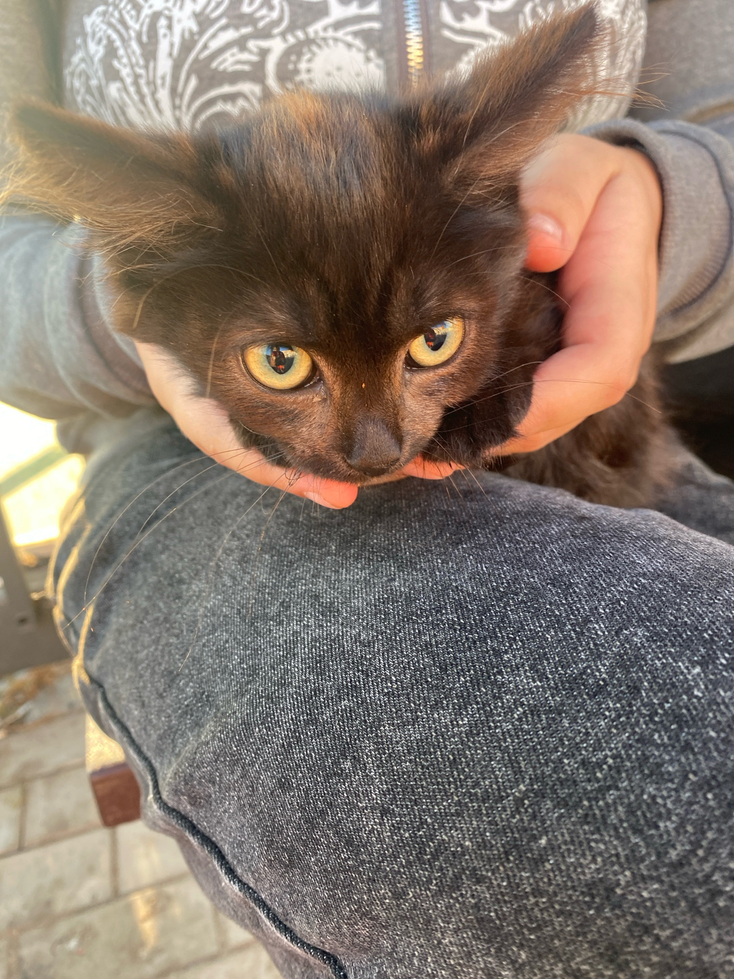 A close-up, eye-level outdoor shot shows a small, dark brown kitten being held by an unseen person, likely a child, based on the size of the hands. The kitten's large, yellow eyes are the focal point, with a reflection visible in the left eye that appears to show two people. The kitten's ears are pointed and alert, and its fur is fluffy. The person's hands are gently cupping the kitten, and the person is wearing a grey hooded sweatshirt with a white, abstract pattern on the chest and dark grey jeans. The background is blurred but suggests an outdoor setting with some dappled sunlight on a tiled surface, possibly a patio or walkway, and hints of greenery. There is no indication of Ivanteyevka, Russia.