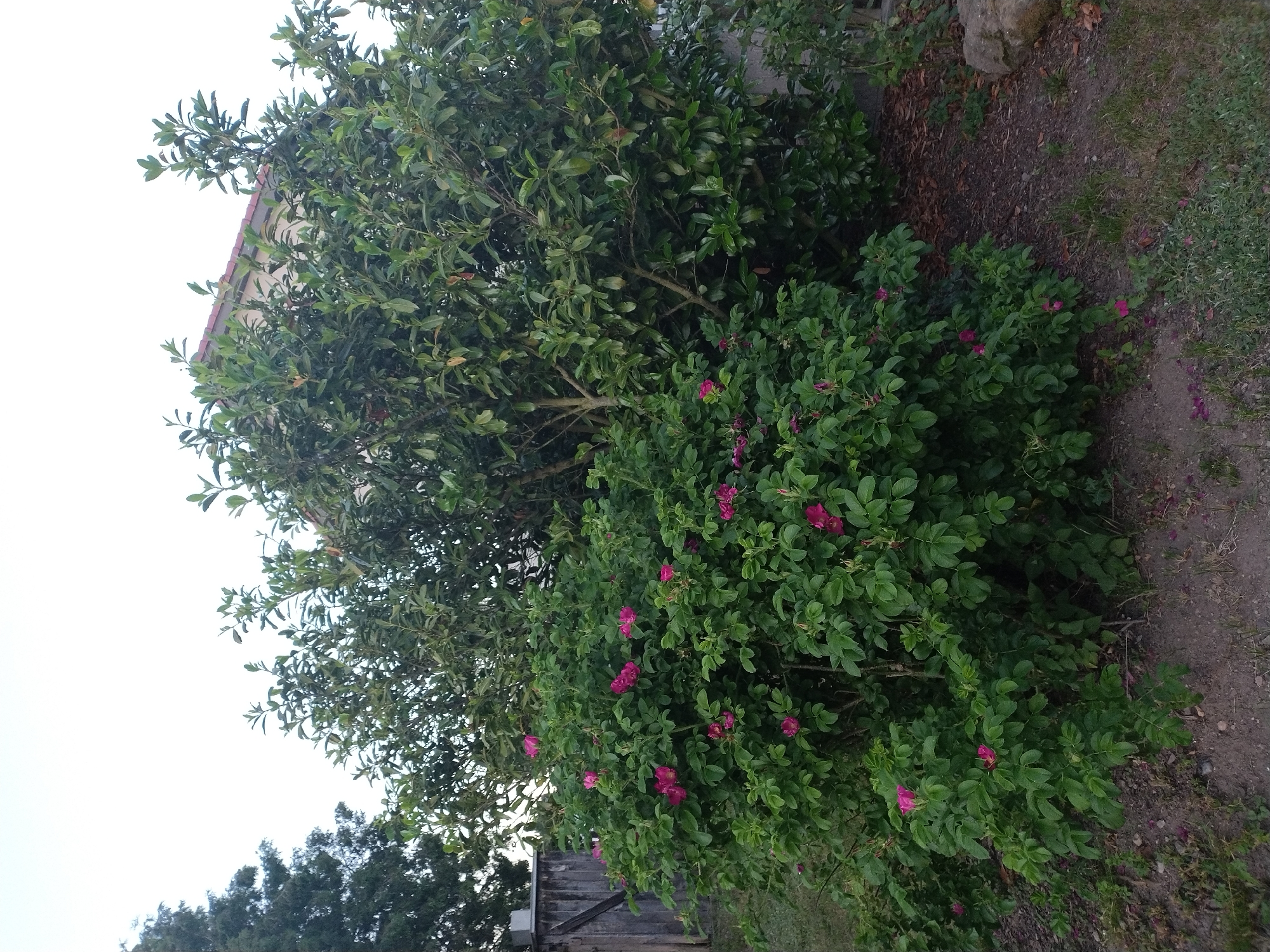 In an outdoor setting, a dense bush with vibrant pink flowers and lush green leaves dominates the foreground. To the right of this flowering bush, a larger, more mature tree with dark green, waxy leaves provides a backdrop. Partially visible behind the trees is the roof of a building, suggesting a residential or urban environment. To the left, a rustic wooden fence adds to the scene's pastoral feel. The ground is covered in a mixture of soil, dry leaves, and patches of green grass. The sky above is overcast, casting a soft, diffused light on the landscape.