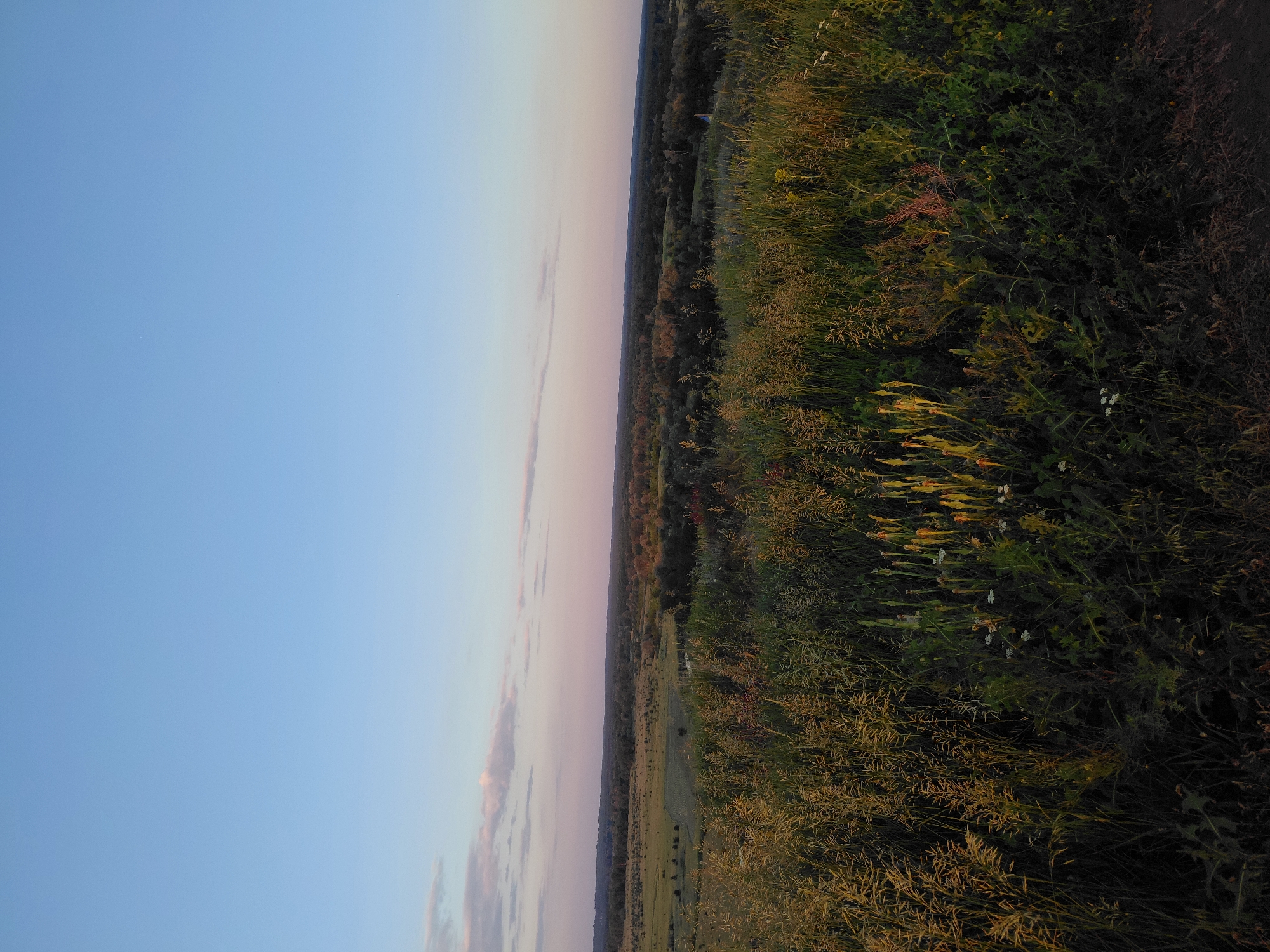 This is a landscape photograph taken at dusk in Ustyvytsia, Ukraine. The foreground is dominated by tall, wild grasses and wildflowers, casting long shadows in the fading light. Beyond this, a rolling landscape unfolds, characterized by fields and dense clusters of trees. In the distance, a hazy horizon is visible beneath a pale blue sky that transitions to hues of pink and orange near the horizon, suggesting the setting sun. The overall atmosphere is serene and natural.
