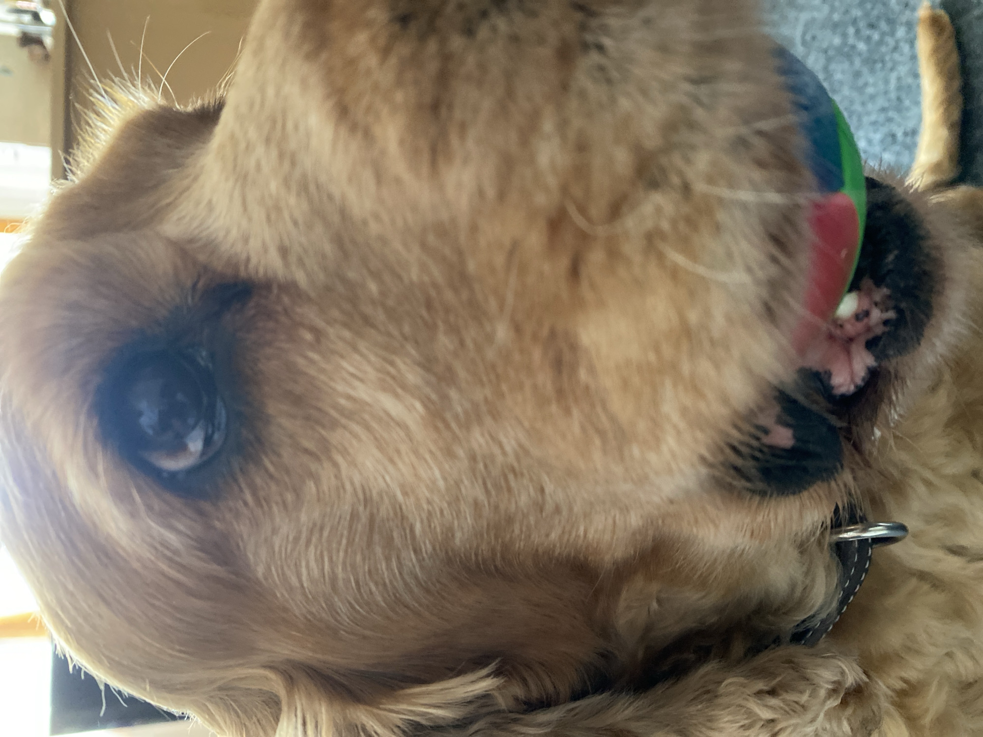 A close-up, vertical shot captures the profile of a light brown or golden-furred dog, likely a Golden Retriever or similar breed, holding a colorful ball in its mouth. The dog's left eye is prominently featured, dark and reflective, indicating natural light and an attentive gaze towards the viewer. The fur is thick and textured, showing shades of golden brown. Several long, white whiskers protrude from the dog's muzzle area.
A vibrant, multi-colored ball, with visible sections of red, green, and blue, is gripped between the dog's jaws. Pink gums and some teeth are visible around the ball. A dark-colored collar with a silver D-ring or buckle is visible around the dog's neck, partially obscured by fur.
The background is softly blurred, showing indistinct light-colored shapes that suggest an indoor setting, possibly a room with a window or wall. The lighting appears to be natural daylight. The dog's expression seems engaged and playful, consistent with holding a toy. No text is visible in the image.