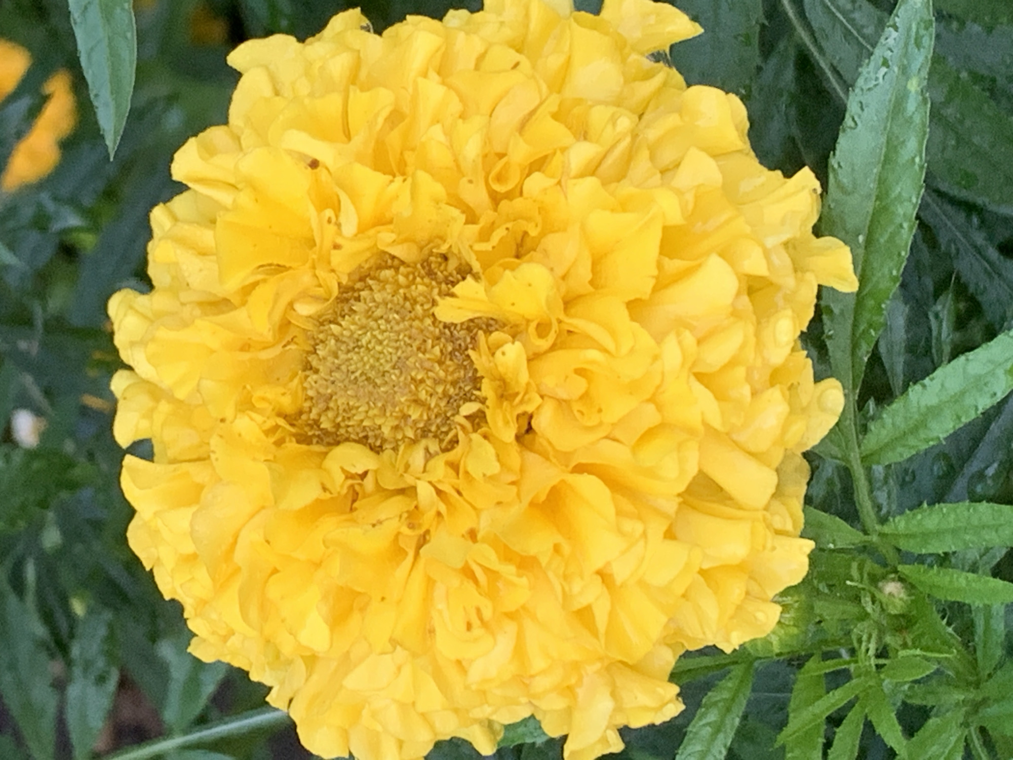 A close-up, top-down shot shows a vibrant yellow marigold flower in full bloom, its dense petals radiating outwards from a textured, golden center. The flower is surrounded by lush green foliage, with hints of other yellow blooms visible in the blurred background. The leaves appear slightly damp, suggesting recent rain or dew. The overall impression is one of natural beauty and a close-up study of the flower's intricate structure. There is no information available to determine the location within Prokopyevsk, Russia.