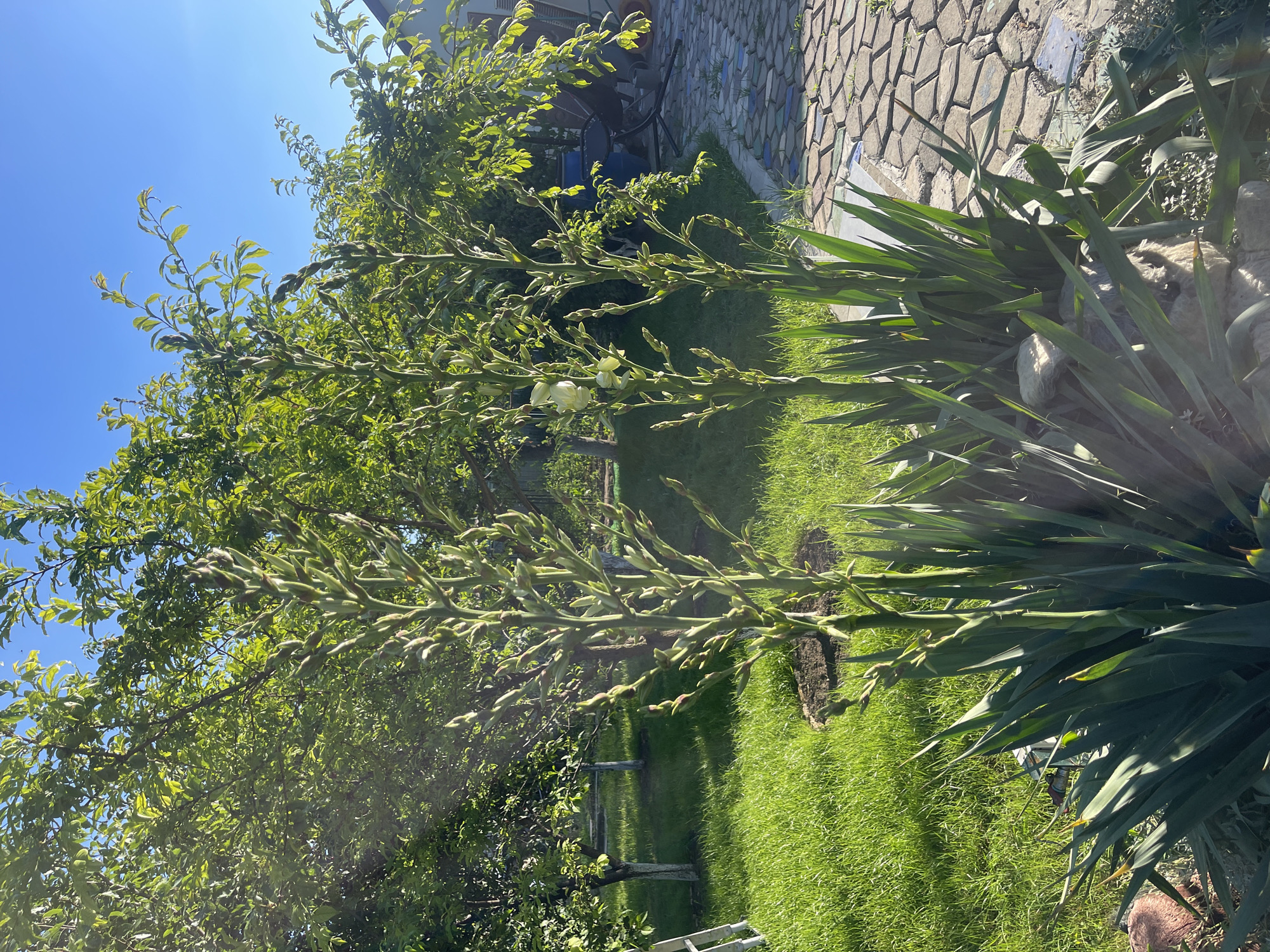 This media file captures an outdoor scene on a sunny day in Donskoye, Russia. The primary subjects are lush green vegetation and a paved pathway. In the foreground, a tall plant with long, spiky leaves, likely a Yucca, is prominent. To its left, a flowering plant with multiple stems is visible, showing developing buds and a few open white flowers. In the background, a well-maintained lawn stretches out, with a stone pathway made of irregularly shaped, interlocking stones running along the right side of the frame. Trees with dense green foliage are present, casting shadows on the grass. The bright sunlight suggests it is daytime, likely midday or early afternoon, and the clear blue sky indicates fair weather. The scene depicts a well-kept garden or yard, possibly a residential area, with a tranquil and pleasant atmosphere. No people, text, or specific events are discernible.