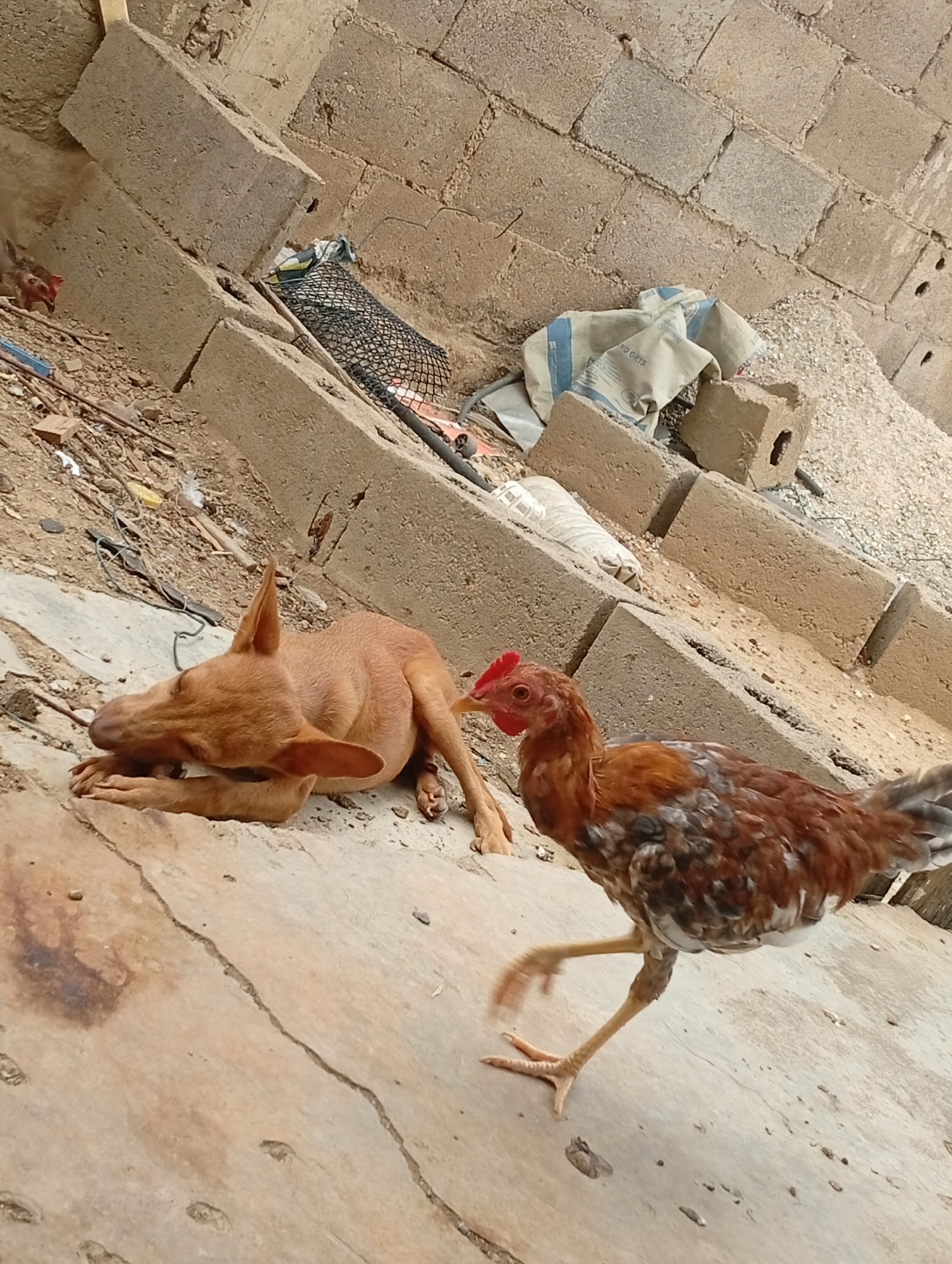 A tan dog is lying on its side on a concrete surface, facing left, with its head resting on its paws. To the right of the dog, a brown and white chicken is walking to the right, with its legs blurred due to motion. The background consists of a brick wall and piles of construction materials, including concrete blocks, gravel, and a crumpled bag. The scene appears to be outdoors in an urban or semi-urban environment, possibly a construction site, with debris scattered on the ground. The lighting suggests it is daytime.