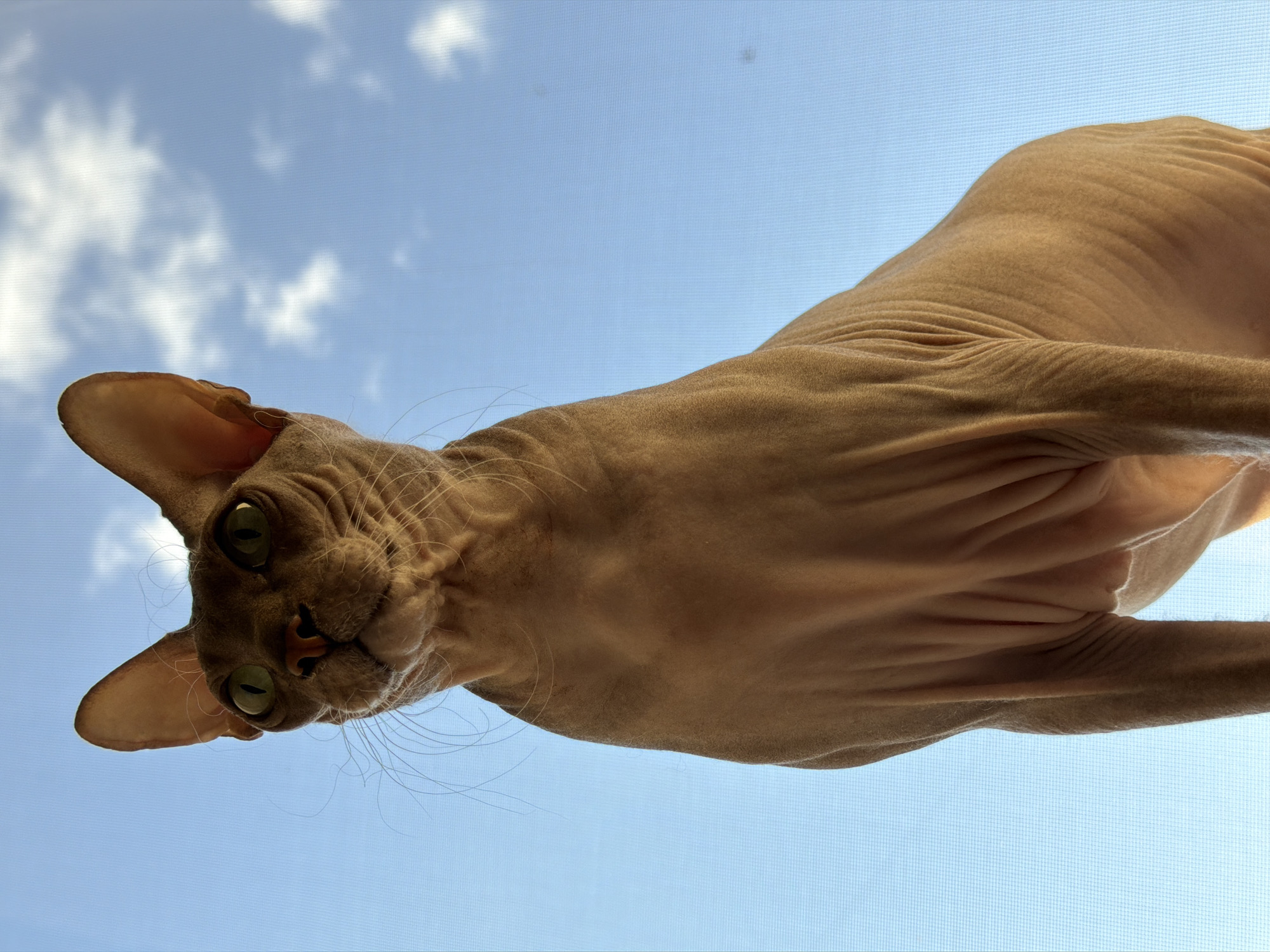 A low-angle, medium shot captures a hairless cat, likely a Sphynx breed, against a bright blue sky with scattered white clouds. The cat is positioned centrally in the frame, its body facing mostly forward with its head tilted slightly upwards and to the left. The cat's skin is a light tan color, with visible wrinkles, particularly around its neck and chest. Its large, prominent ears are pointed upwards, and its large, green eyes are open and alert. Long, thin whiskers extend from its muzzle. The background consists of a clear sky with a subtle grid pattern visible, suggesting the image may have been taken through a screen or window. The lighting appears to be natural daylight, casting soft shadows on the cat's form. There is no indication of the cat's location within Izhevsk, Russia, or any specific environmental details beyond the sky. No people or any other discernible objects are present in the image.