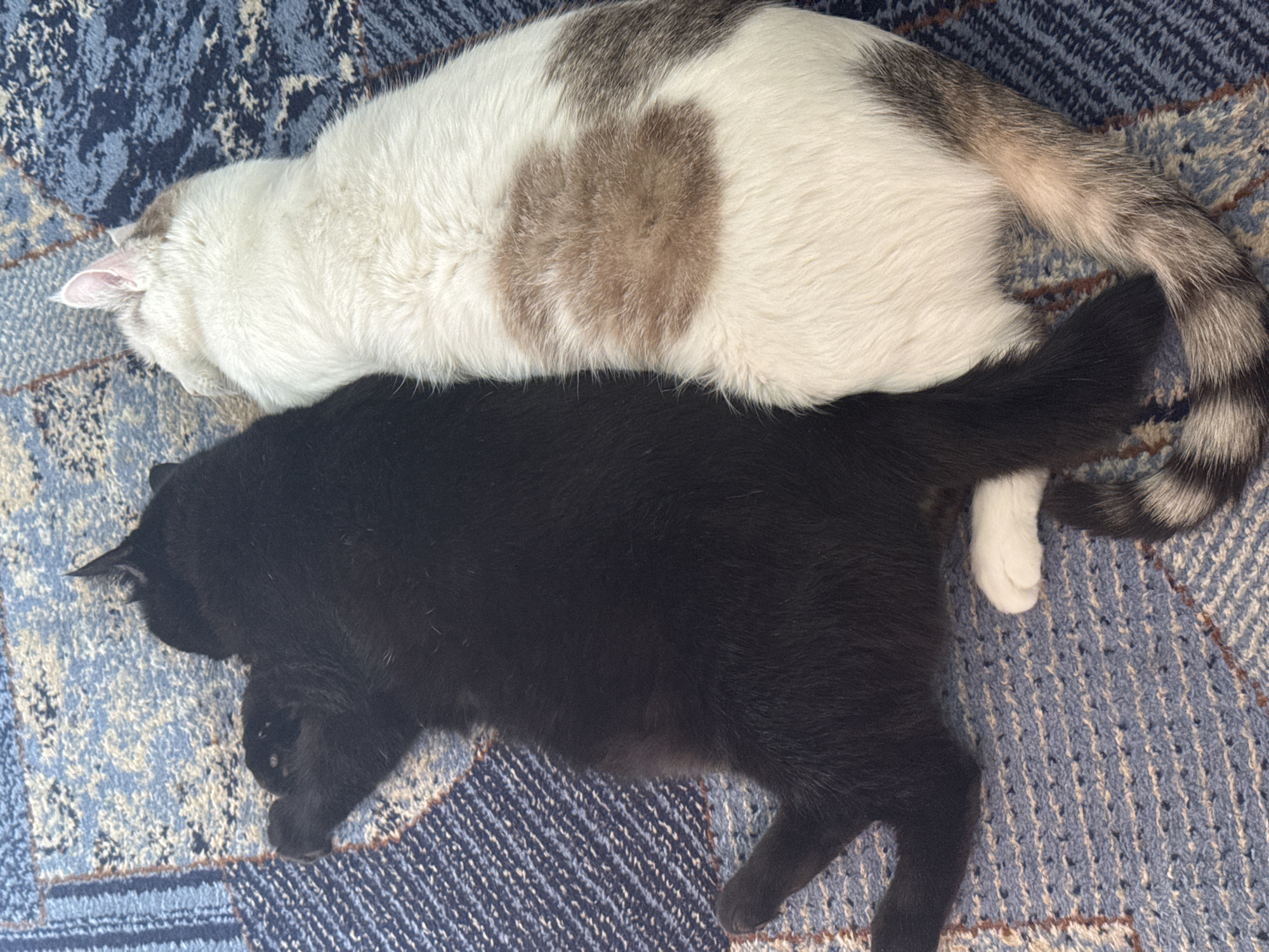 Two domestic cats are resting side-by-side on a blue patterned rug in an indoor setting. The cat on the left is entirely black with white paws and tail tip. The cat on the right is predominantly white with light brown patches on its back and tail. Their bodies are touching, and they appear to be sleeping or resting comfortably. The background is a textured blue rug with a geometric pattern. No specific location in Bishkek City, Kyrgyzstan can be determined from the image.