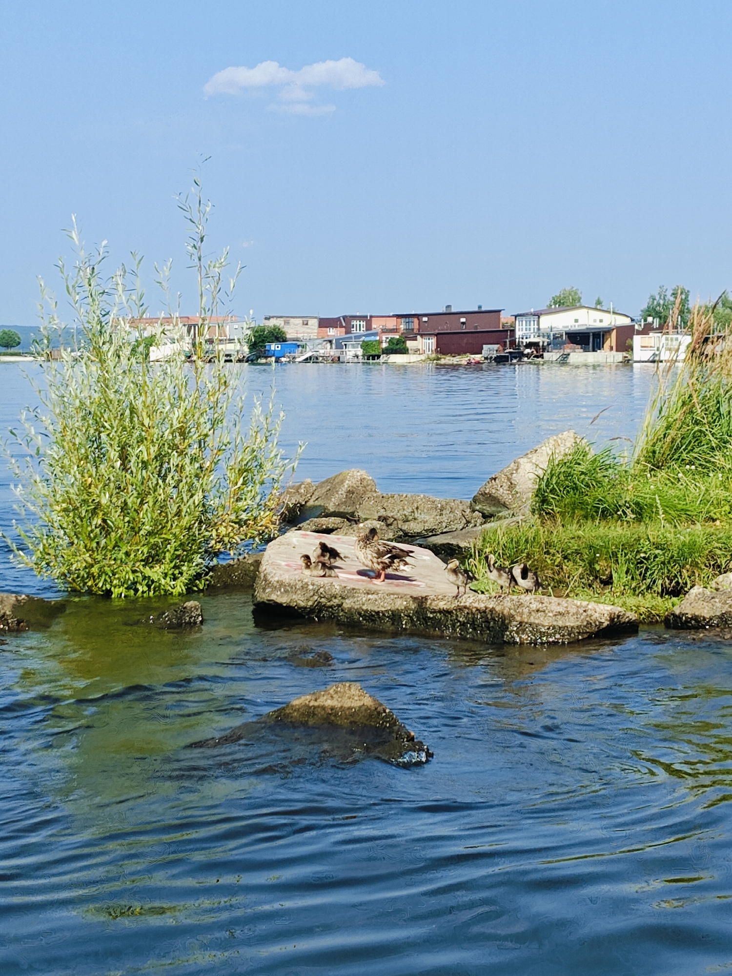 The image depicts a scenic view of the Kama River in Chaikovsky, Russia, on a clear, sunny day. The foreground is dominated by the rippling blue water, with several dark, submerged rocks visible beneath the surface. In the middle ground, a cluster of large, rough stones emerges from the water, serving as a resting place for a group of mallard ducks. Some of the ducks are preening, while others appear to be looking around. Adjacent to the rocks, a vibrant green bush with thin, leafy branches grows upwards, adding a touch of lushness to the scene.
In the background, across the river, a collection of buildings lines the shore. These structures appear to be houses or small businesses, with varying architectural styles and colors, including shades of brown, white, and blue. Some of the buildings are situated directly on the waterfront. The sky above is a clear, pale blue, with a single, small white cloud drifting lazily across the expanse. The overall impression is one of tranquility and natural beauty, with the urban landscape of Chaikovsky subtly present in the distance.