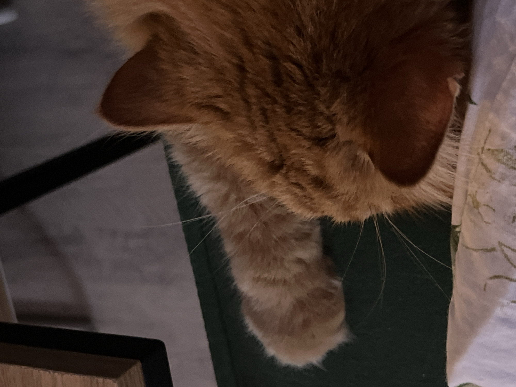 A close-up, overhead shot captures an orange tabby cat in a relaxed posture. The cat's head is angled downwards and to the right, showcasing its warm orange fur patterned with darker tabby stripes. Long, thin white whiskers extend from its muzzle. Both ears are visible, with the ear on the cat's right side being more prominent. One fluffy front paw dangles softly, resting on a dark green surface. To the right of the cat, a light-colored fabric with a faint, light green botanical pattern is partially visible. The background to the left and below the cat is dark and out of focus, featuring a diagonal dark line and a light brown wooden edge, suggesting the cat is resting on or peering over a piece of furniture. The scene portrays an indoor setting, likely a home, with the cat appearing calm and comfortable. No specific time of day or outdoor weather can be determined, and no text is visible within the image.