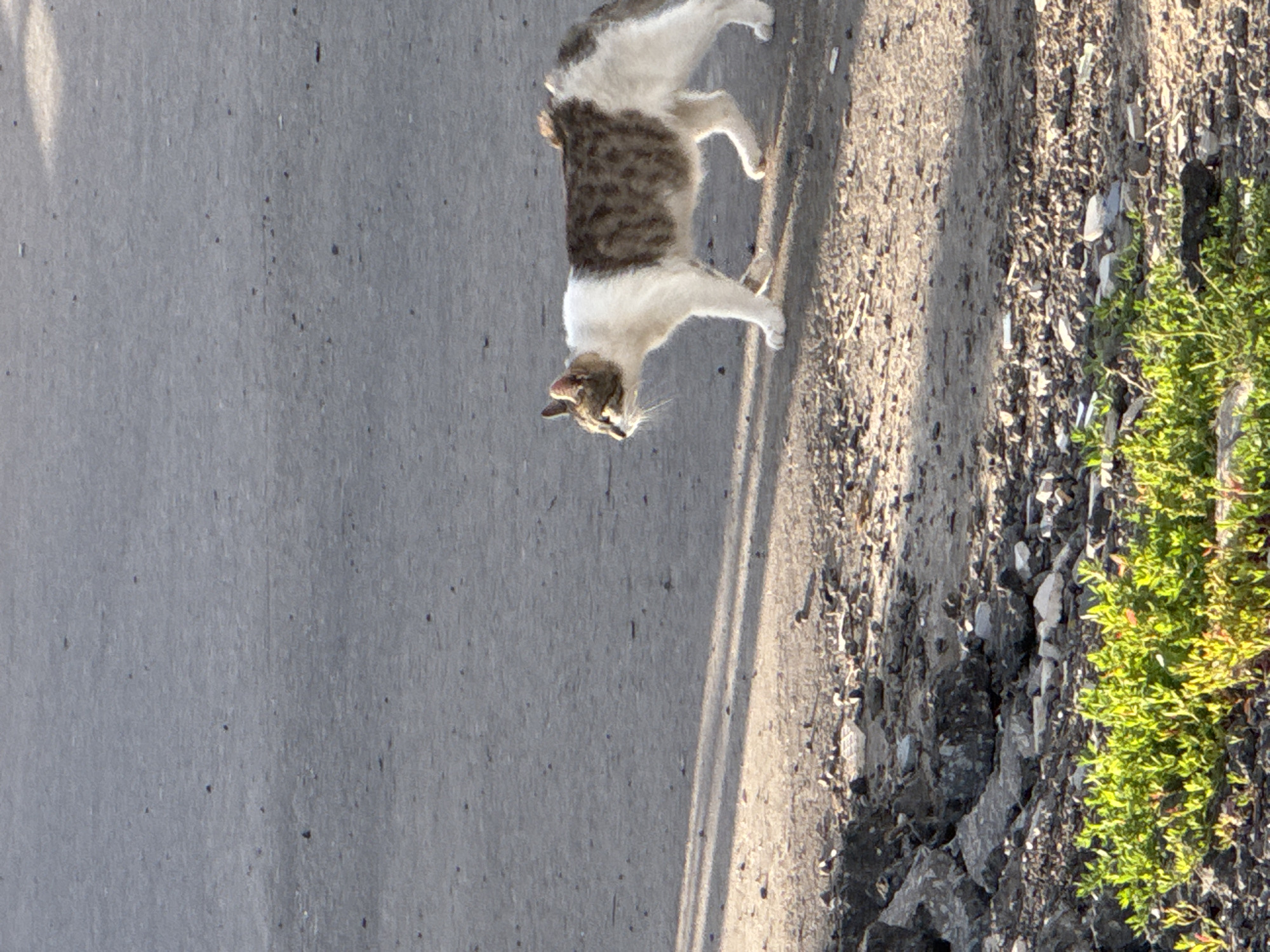 A tabby and white cat is walking across a dusty, grey asphalt surface. The cat is seen in profile, facing left. Its fur is white with patches of brown tabby markings on its back and sides. The cat's tail is curled upwards. The ground is mostly clear asphalt, with a strip of rocky debris and green vegetation along the bottom left edge of the frame. Shadows from an unseen object are cast diagonally across the asphalt. The scene appears to be outdoors in an urban or semi-urban environment, possibly in Rastunovo, Russia, given the context.