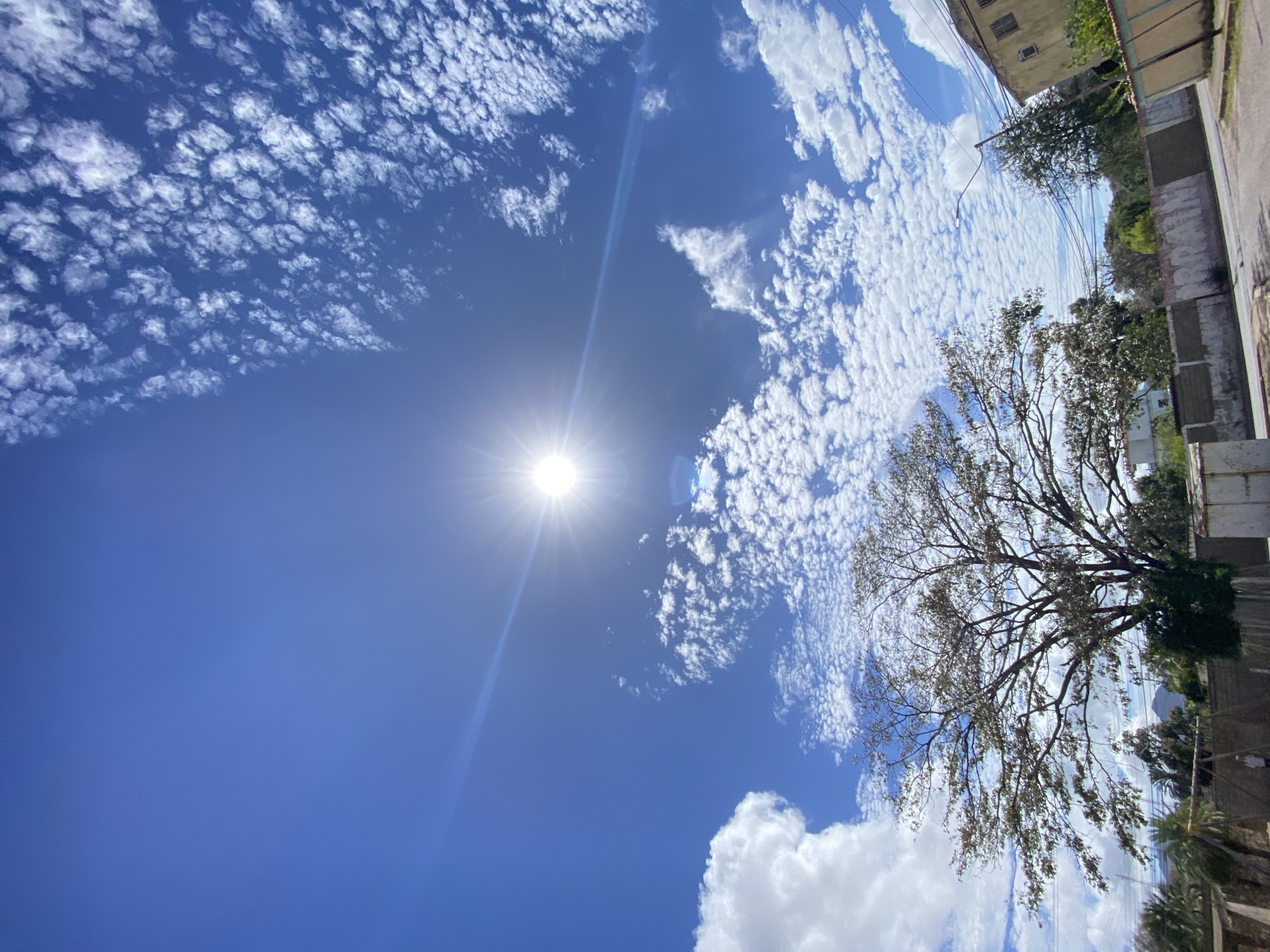 The image shows a vibrant blue sky dotted with numerous small, puffy clouds that resemble cotton balls. The sun shines brightly, creating a lens flare effect. Part of a city street in Juan Griego, Venezuela, is visible on the right side of the image, including buildings and trees. The camera angle is tilted upwards. A large tree with bare branches partially obstructs the view of the sky and the buildings.