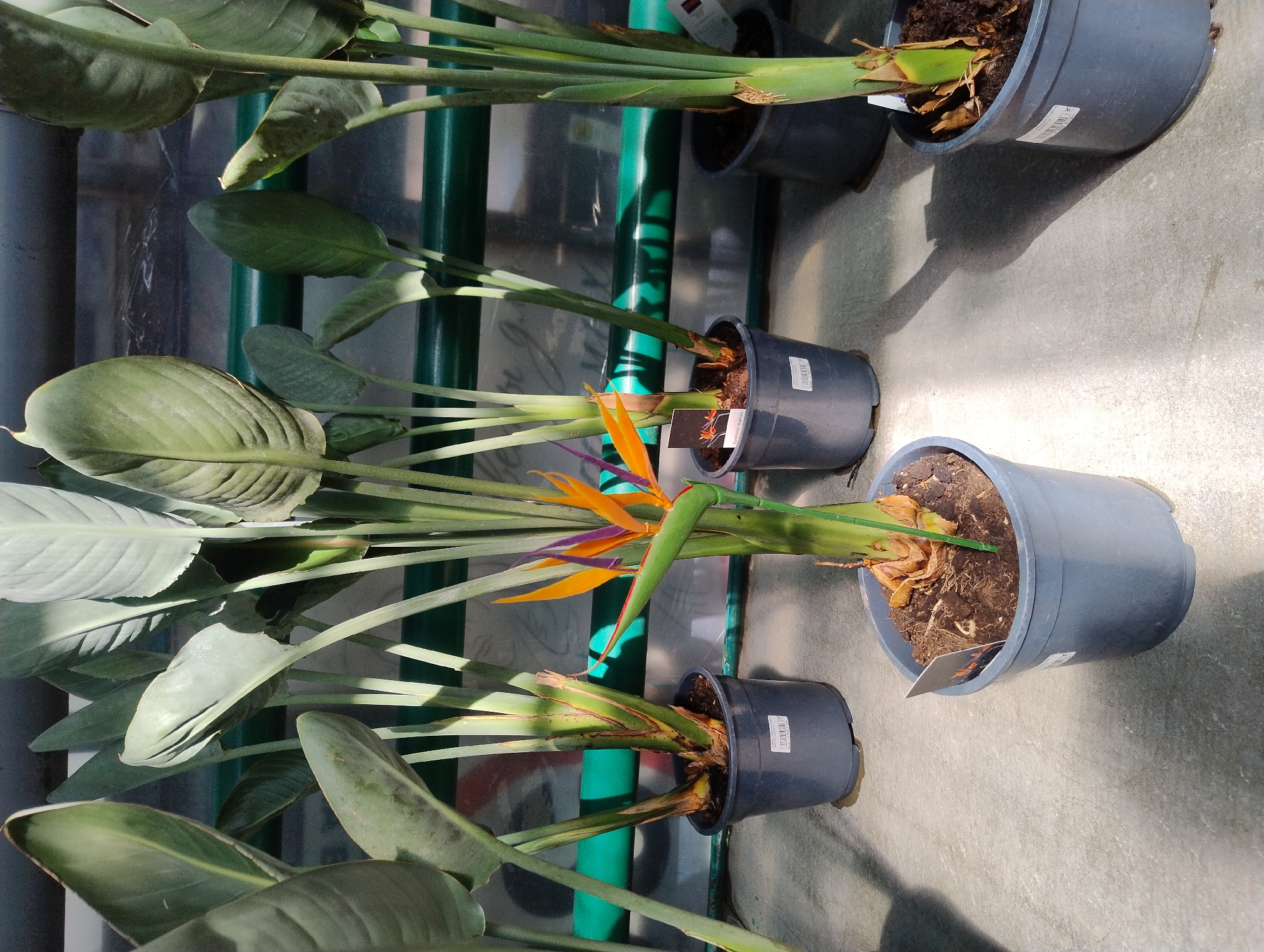 The image shows several potted Bird of Paradise plants in what appears to be a greenhouse or nursery setting. The plants are characterized by their large, paddle-shaped leaves and tall stalks. One plant in the foreground has a prominent orange and purple flower. The plants are in dark grey plastic pots with labels attached. The ground is a concrete surface with shadows cast by the plants. The background consists of green pipes or structures and a reflective surface, possibly glass or plastic sheeting, typical of a greenhouse environment. The lighting suggests it is daytime.