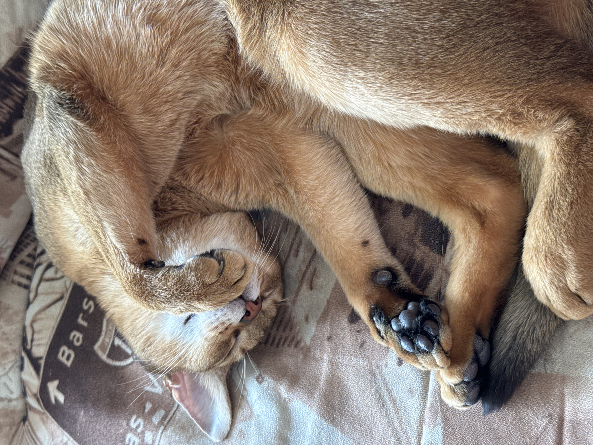 A domestic cat with a reddish-orange, ticked coat is depicted sleeping, curled on its left side, on a brown and beige patterned blanket. The cat's front paws are positioned over its face, obscuring its closed eyes and partially covering its pink nose. White whiskers are visible protruding from the muzzle. The black paw pads of the left front paw are clearly visible. The blanket features a pattern including an upward-pointing arrow and text, partially legible as "Bars" and "as". The scene is illuminated by natural light from an unseen source, casting subtle shadows. This event is observed in the city of Chaikovsky, Russia.