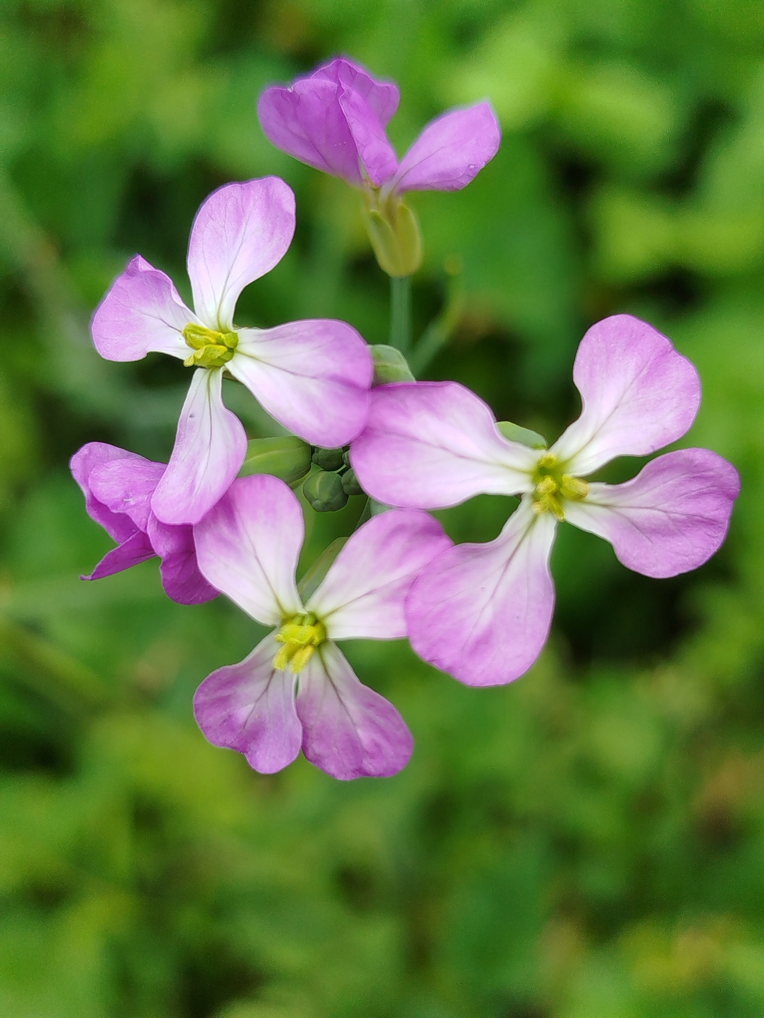 A close-up, high-angle shot captures a cluster of delicate, pale pink and purple flowers against a blurred green background. The flowers are in various stages of bloom, with some fully open and others still budding. Each flower has four petals and a yellow center. The background consists of out-of-focus green foliage, suggesting a natural outdoor setting. The image is well-lit, with the focus sharp on the flowers. The location is identified as Chkalovskoye SNT, Russia. No people or specific actions are depicted.