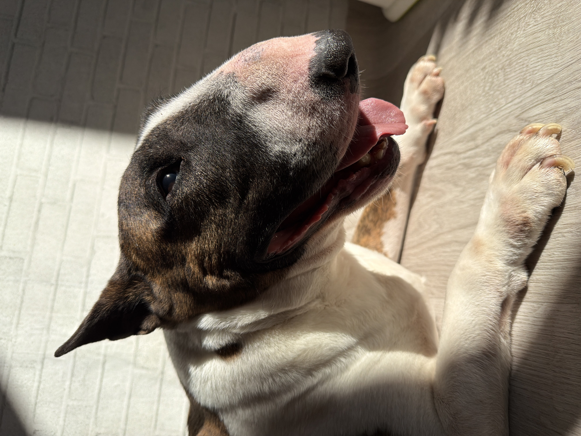 The image shows a brindle and white Bull Terrier dog lying on its back on a light-colored, wood-patterned floor indoors. The dog's tongue is protruding from its mouth. Its paws are extended upwards. There are shadows on the floor and a suggestion of a textured wall to the left of the dog. The location of the city of Chaikovsky, Russia is not discernible from the provided image.