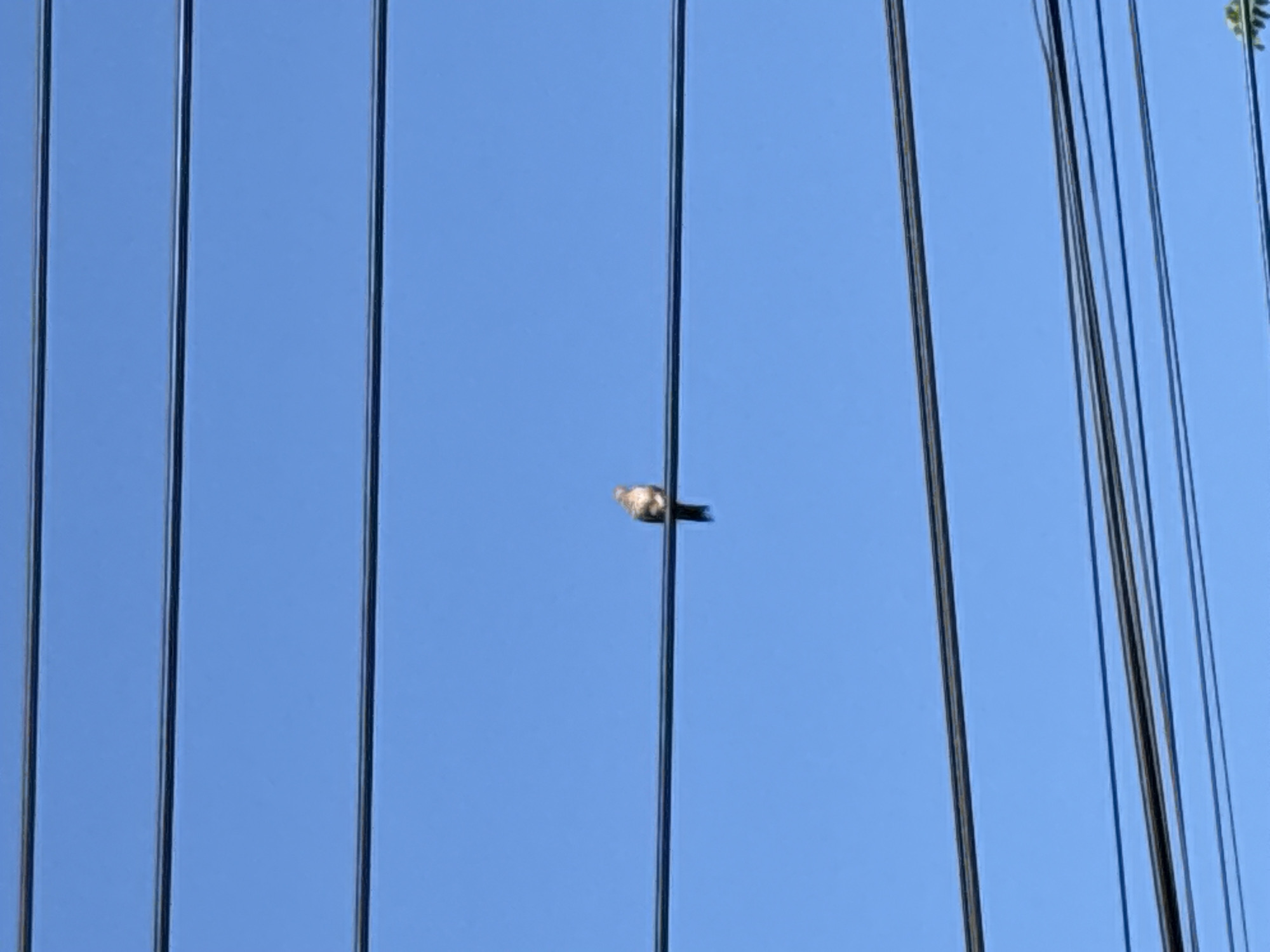 A bird perches on a power line against a bright blue sky. The location is Gadingrejo, Indonesia. Other power lines run parallel to the one the bird is perched on. A few tree leaves are visible in the upper right corner of the image.