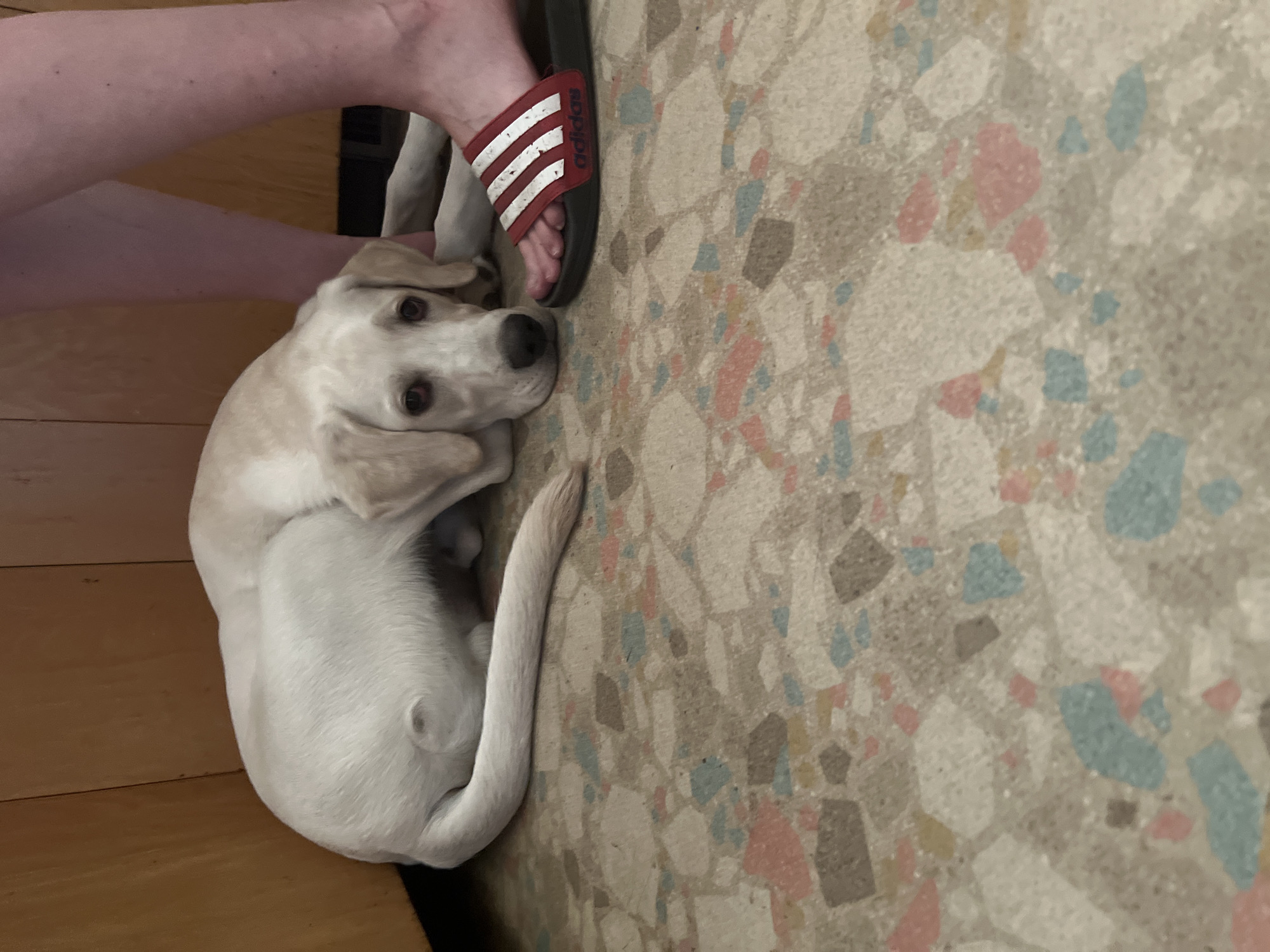 A light-colored dog with floppy ears and sad eyes is lying on a patterned floor next to a person's legs. The person is wearing a red Adidas slide sandal on their right foot. The dog is curled up, with its head resting on the floor. The environment appears to be indoors, possibly a kitchen or living area, with wooden cabinetry in the background. The floor has a terrazzo-like pattern with shades of white, pink, blue, and brown. The image does not provide any information that would allow for the determination of a specific location within the city of Revelstoke, Canada.