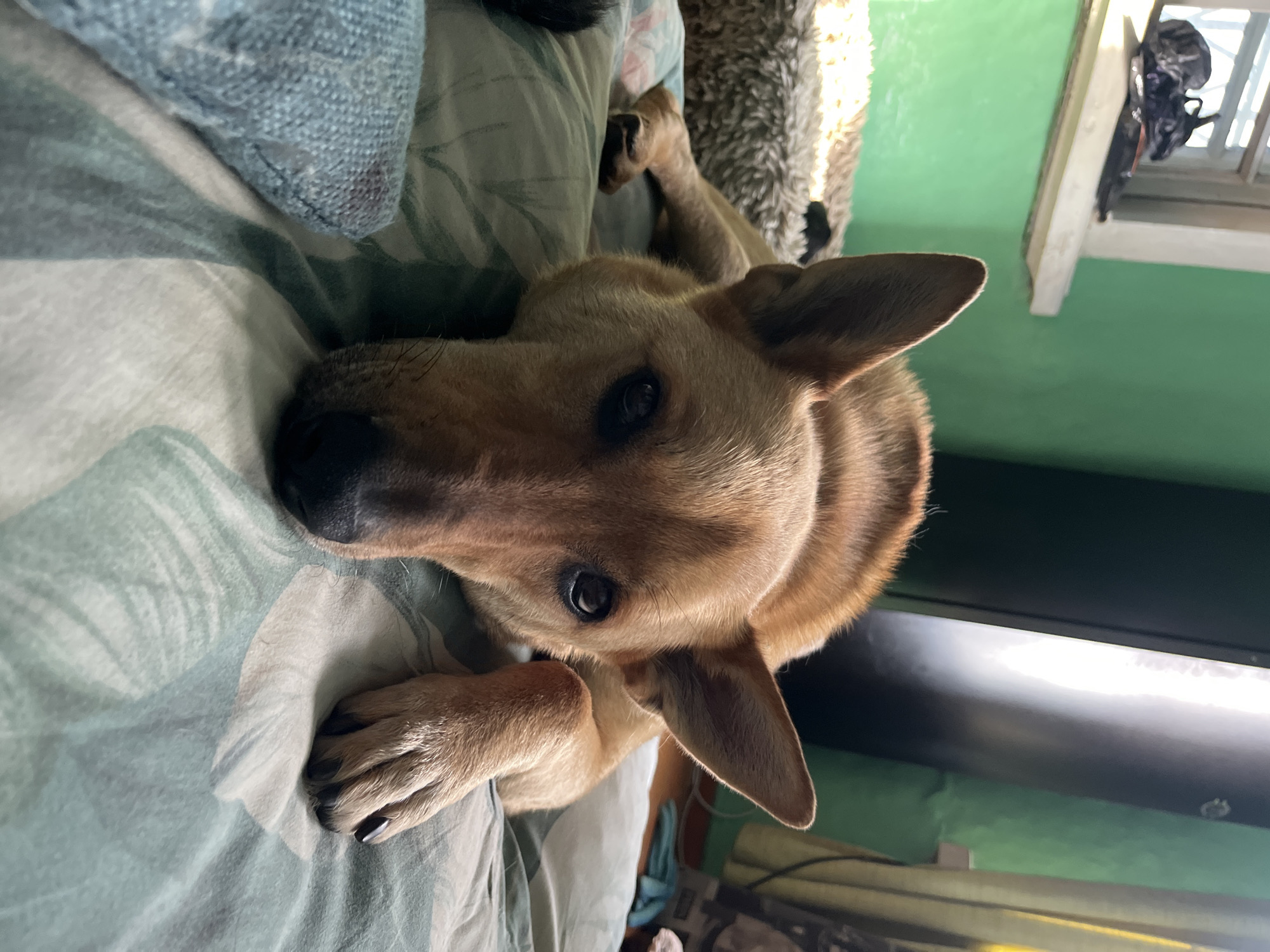 The image shows a tan dog lying on a bed. The dog's head is tilted to the side, and its eyes are looking at the camera. The dog has dark fur around its eyes and muzzle. The bed is covered with a light-colored duvet with a faint pattern of white leaves. A blue and white patterned pillow is visible to the left of the dog's head, and a shaggy, light-colored blanket is to its right. In the background, the wall is painted a vibrant green. A white-framed window with blinds is visible on the right, with some objects hanging on it. The lighting suggests it is daytime. The scene appears to be indoors, likely a bedroom. There is no visible text in the image.