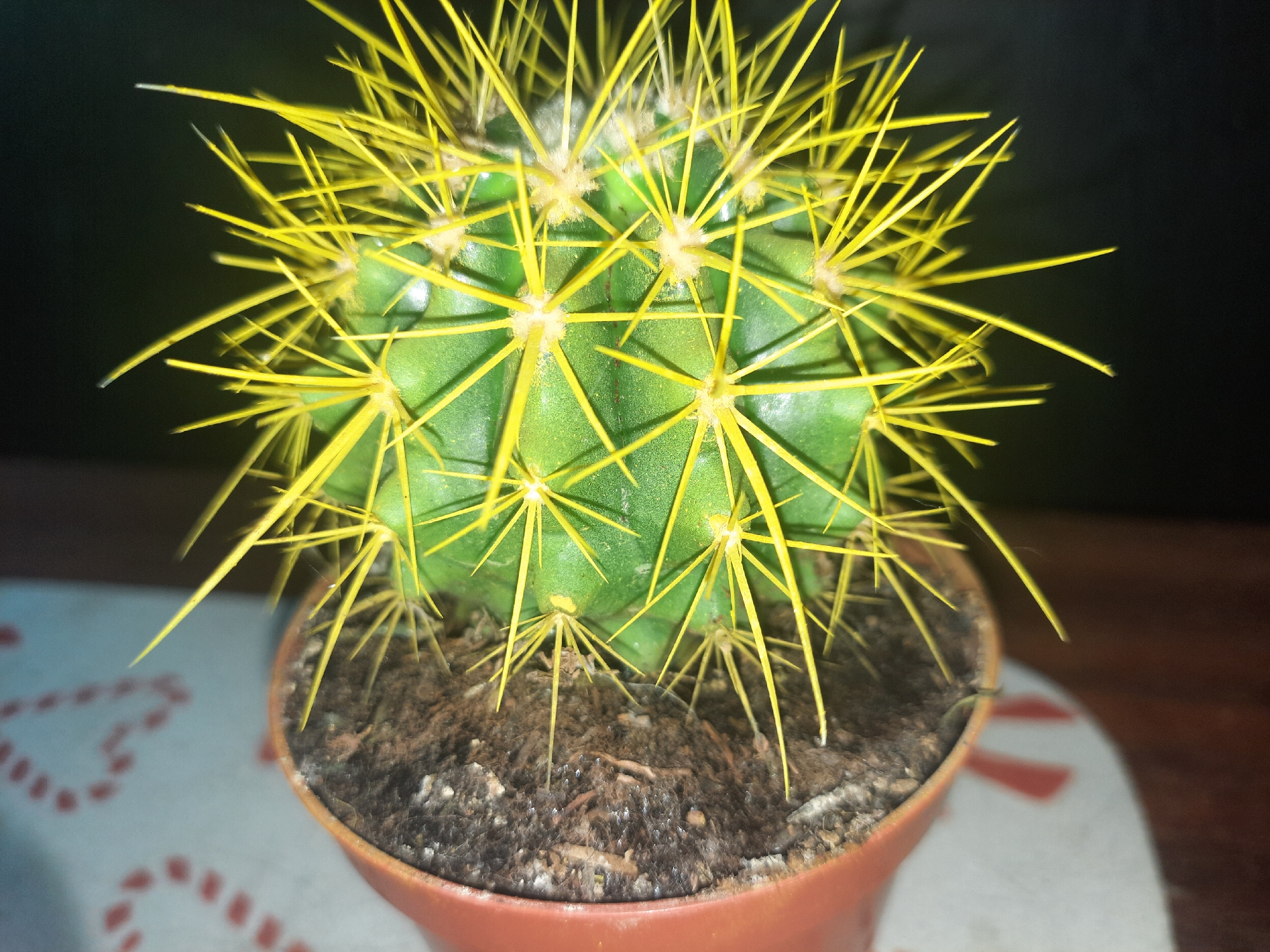A close-up, head-on view captures a small, green, spherical cactus planted in a brown terracotta pot. The cactus is covered in sharp, bright yellow spines radiating outward. The pot is filled with dark soil and is positioned on a surface that appears to be a table. In the background, a dark, out-of-focus area suggests an indoor setting, possibly a room. To the left of the pot, a white surface with a faint pattern of red dotted hearts is visible, adding a decorative element to the scene. There are no people or animals present in the image. The image does not provide any information related to Liubakhy, Ukraine.