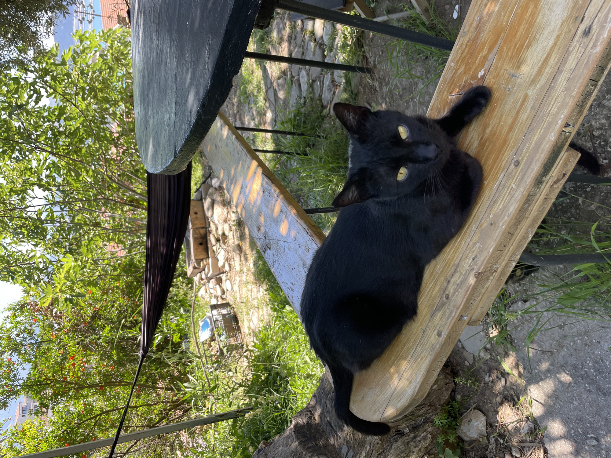 A black cat with yellow eyes lies on a wooden bench underneath a black table in an outdoor setting. The bench is made of light-colored planks. The location is the city of Šušanj, Montenegro, with trees and greenery visible in the background. The ground appears to be a mix of concrete and natural terrain.