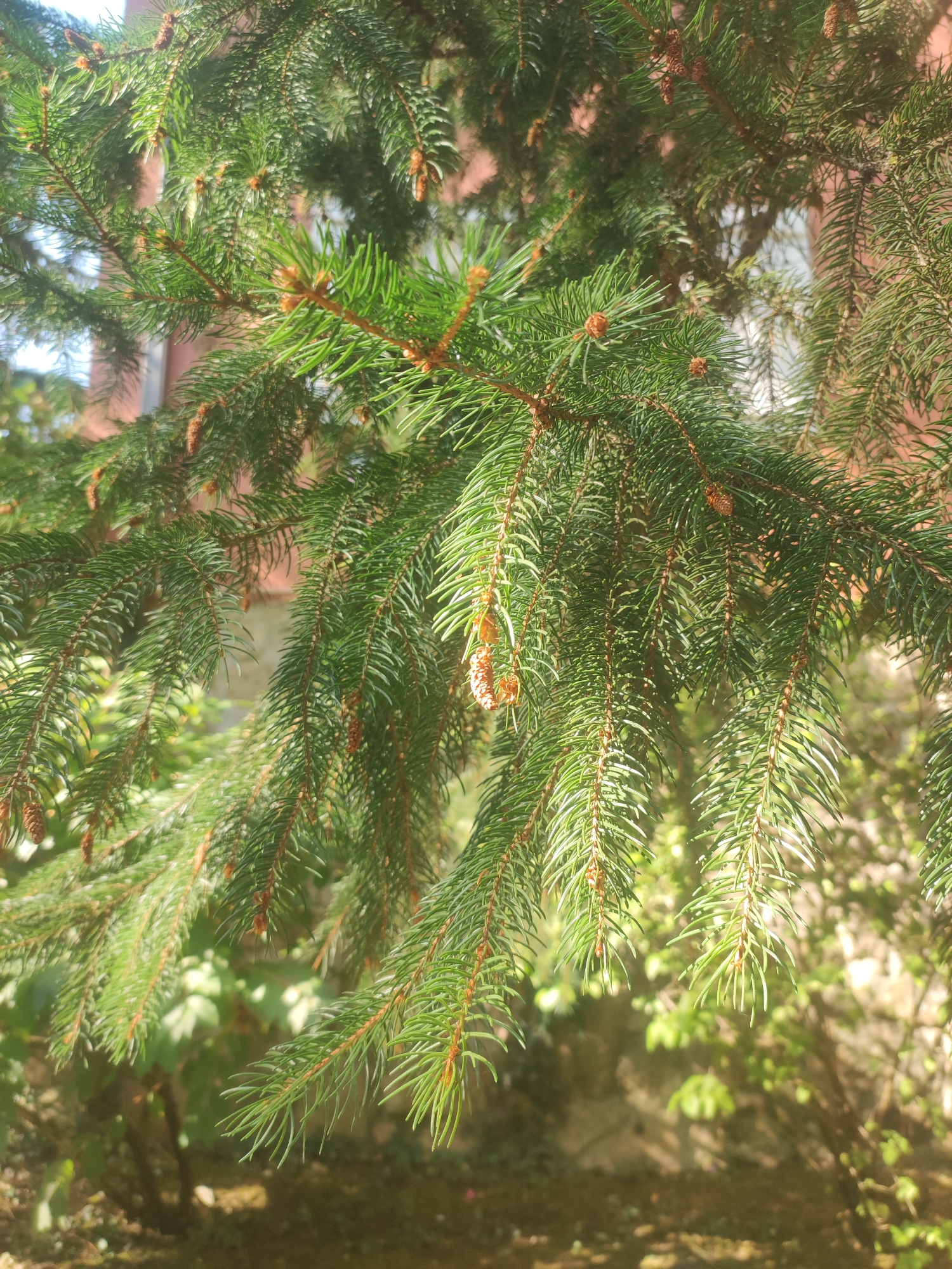 The image shows a close-up view of green pine branches with small brown cones. The branches are dense and layered, with many needles. The background is blurred, showing hints of a building with a reddish-brown facade and some greenery. Sunlight filters through the branches, creating bright highlights and dappled shadows. The scene appears to be outdoors in a natural setting, possibly a garden or park, with a hint of urban architecture in the background. The location is identified as San Ildefonso, Spain. There are no people or animals visible in the image, and no actions or interactions are depicted. The description is purely observational and factual, focusing on the visual elements present.
