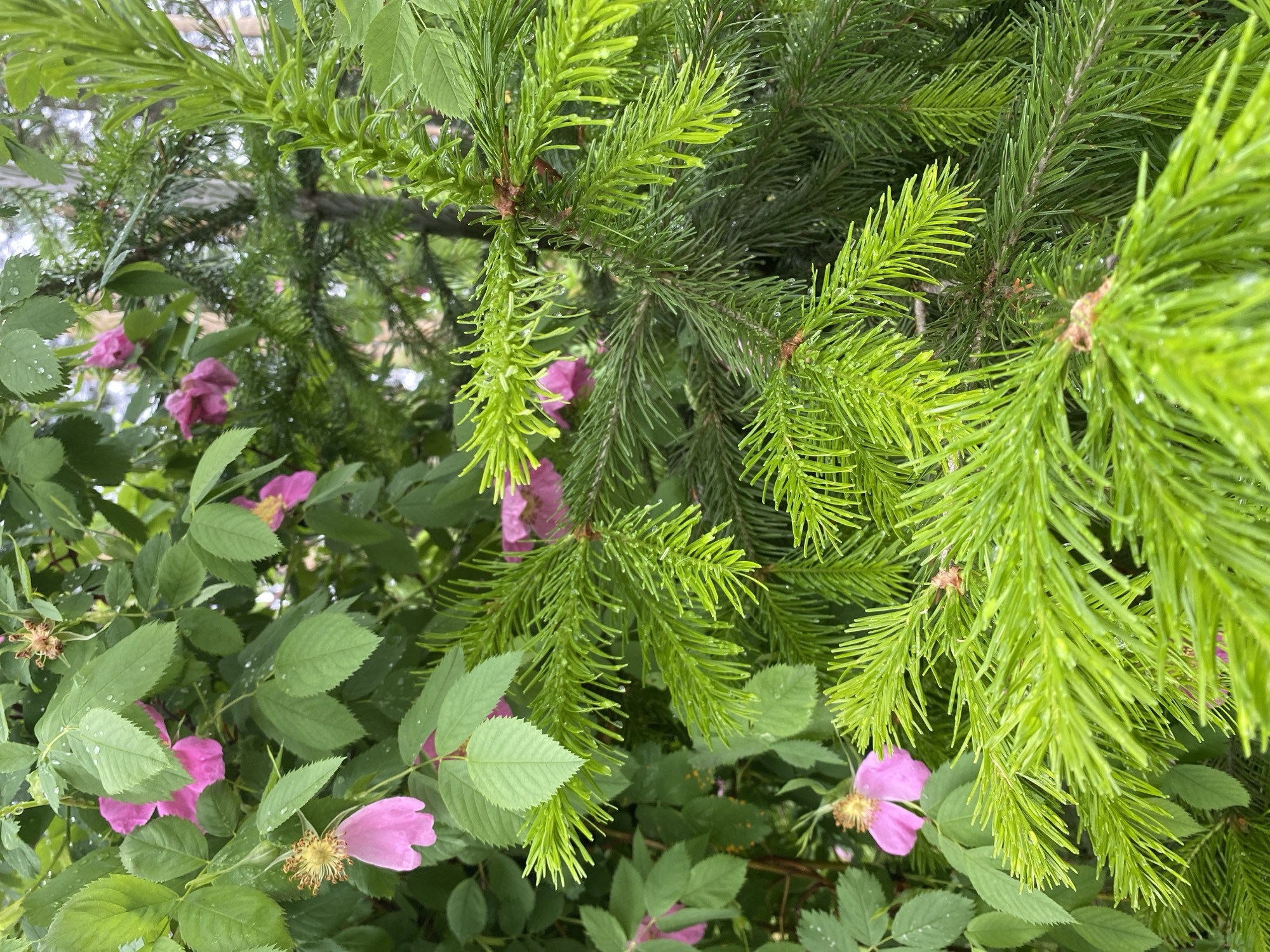 The image presents a close-up view of vegetation, likely taken in the city of Прикамский, Russia. The scene is dominated by two types of plants: an evergreen conifer with bright green needles and a flowering plant with pink blossoms and green leaves. The composition suggests an overlapping arrangement, where the conifer branches are positioned over and among the flowering plant. Water droplets are visible on the leaves, indicating recent moisture, possibly rain or dew. The lighting is diffused, contributing to a generally bright and verdant appearance. There are no people or animals visible in the image.