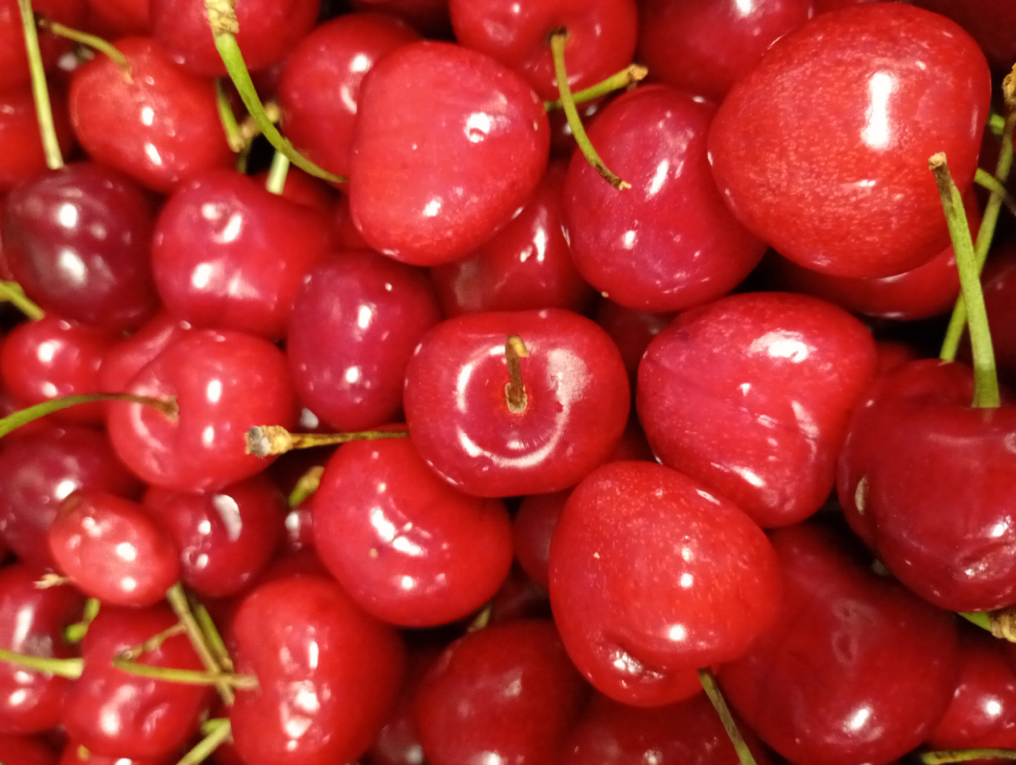 A close-up, high-angle shot captures a dense pile of fresh red cherries. The image is filled entirely with the fruit, showcasing a variety of vibrant red hues, from bright scarlet to a deeper, almost maroon tone. Each cherry appears plump and glossy, with highlights reflecting off their smooth skins, indicating their freshness. Many of the cherries still have their slender green stems attached, which are intertwined throughout the pile, adding a touch of natural contrast to the dominant red. No specific activity or event is taking place; the image focuses solely on the abundance and texture of the fruit. There is no visible text, people, or distinct background elements. The lighting appears even, illuminating the natural sheen of the cherries. The scene suggests a bountiful harvest of cherries, potentially from the Kabile region in Bulgaria.