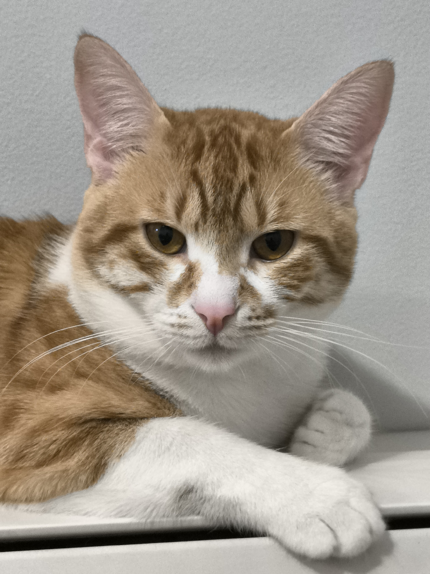 A close-up shot of an orange and white cat with a pink nose and yellowish eyes. The cat is lying down with one paw visible. The background is a plain white or light grey wall. There is no indication of the location being Varna, Bulgaria.