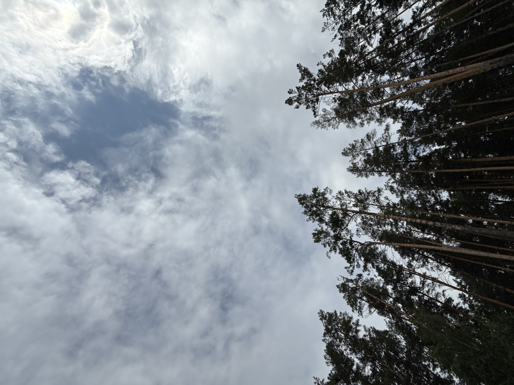 A low-angle, vertical shot shows the tops of tall pine trees against a cloudy sky. The trees are dark green and their branches reach upwards. The sky is a mix of white and gray clouds with patches of blue visible. The location is a forest in Chemal, Russia.