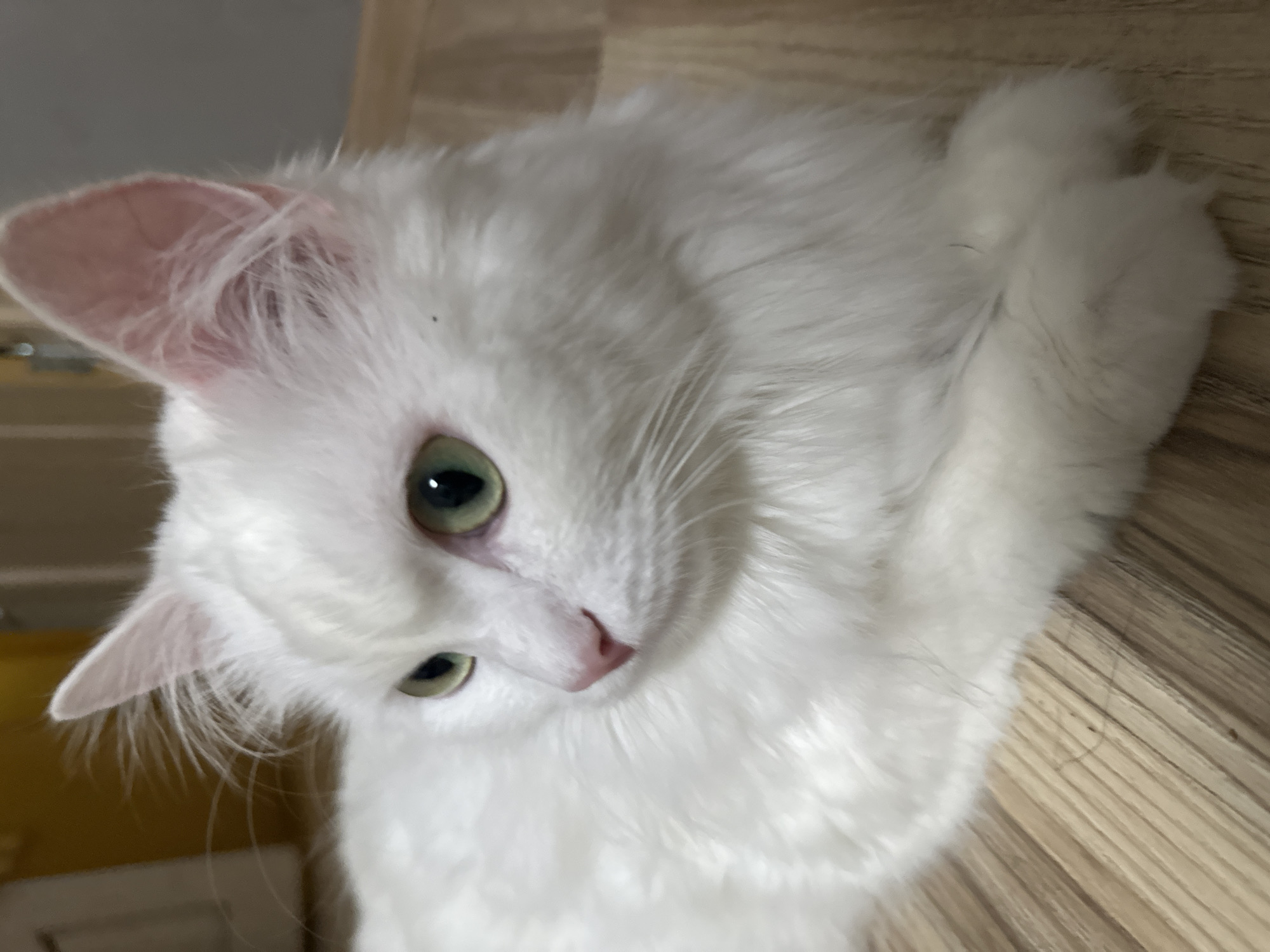 A close-up, eye-level, medium shot captures a fluffy white cat lying on a wooden floor. The cat's gaze is directed to the left, with its bright green eyes and pink nose clearly visible. Its white fur is soft and voluminous, creating a gentle halo effect around its head and body. The wooden floor has a light brown, planked pattern. The background is softly blurred, suggesting an indoor setting, possibly a home in Omsk, Russia. No specific landmarks are identifiable to pinpoint the exact location within the city.