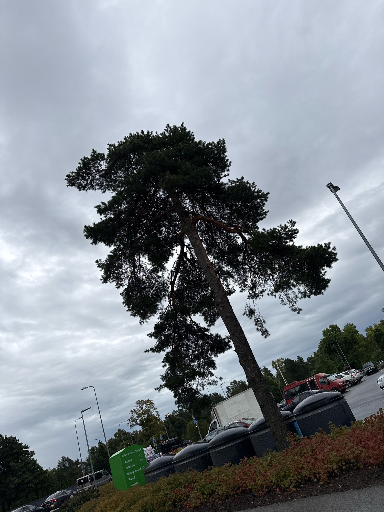 The image captures an overcast day in a parking lot, possibly in the city of Tallinn, Estonia. A tall, leaning pine tree dominates the foreground, its dark green needles stark against the grey sky. To the right, a street lamp stands tall. In the background, a row of dark, lidded bins is visible, some with visible vegetation in front of them. Further back, cars are parked, and a red van is prominent. A white truck is also parked in the lot. A green recycling bin with Estonian text is located to the left of the black bins. Trees and foliage line the edges of the scene, suggesting an urban environment with green spaces.