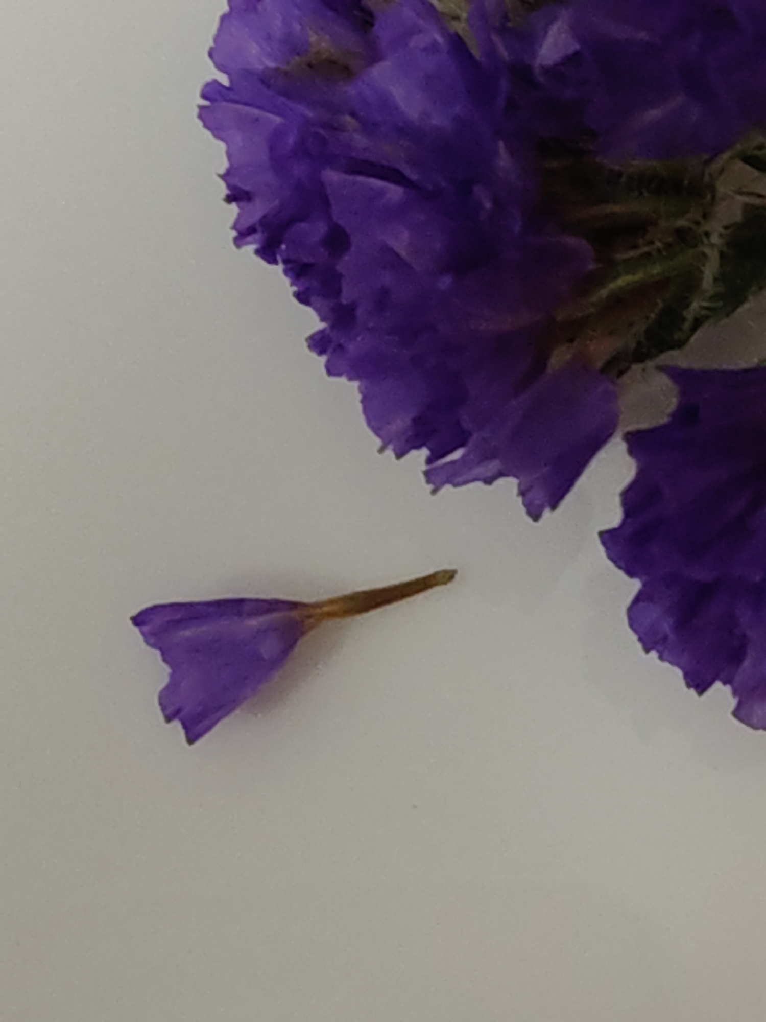 A close-up photograph depicts a portion of a purple flower arrangement on a plain, light-colored surface. The flower arrangement is in the upper right of the frame, with several blooms visible. A single, detached purple petal lies on the surface to the lower left of the flowers, with a brown stem extending from its base. The background is devoid of any other objects or details. The photograph is taken indoors under adequate lighting. There is no indication of city or location.