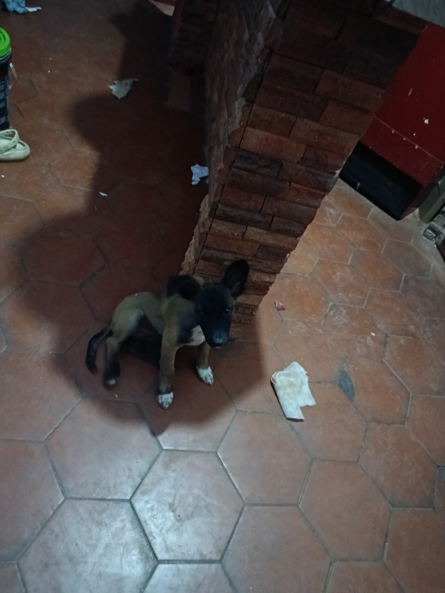 A brown and black puppy sits on a red-tiled floor. A brick column rises from the floor near the puppy. Debris such as paper is scattered on the floor. The location is likely Juan Griego, Venezuela.