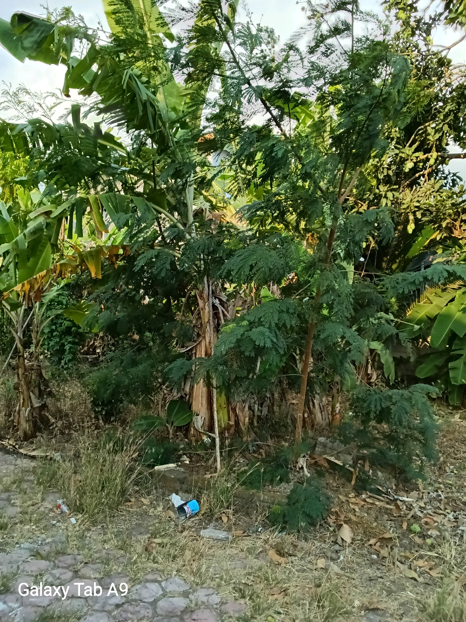 This image depicts an outdoor scene with lush vegetation and debris. In the foreground, a path made of hexagonal pavers is visible, with dry grass and scattered trash along its edge. Two trash receptacles, a blue can and a red and silver can, are among the discarded items.
Dominating the mid-ground and background is dense foliage, primarily consisting of banana trees with their large, green leaves and a feathery-leafed tree in the center. The banana tree trunks are visible, appearing fibrous and aged. The overall impression is of a semi-wild or overgrown area, possibly a backyard or the edge of a more cultivated space.
The scene is well-lit, suggesting it was taken during daylight hours. The presence of trash suggests it may be a public or accessible area, rather than a completely pristine natural environment. The watermark in the bottom left corner, "Galaxy Tab A9," indicates the device used for capture. The location is specified as Rejowinangun, Indonesia.
