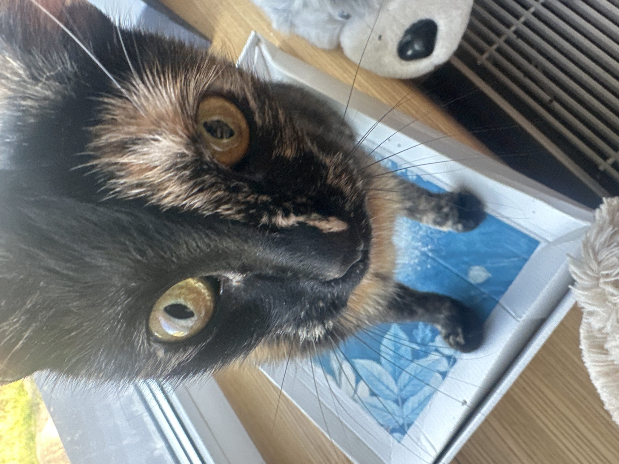 A close-up shot captures a tortoiseshell cat with striking yellow eyes looking directly at the camera. The cat is positioned on top of a white box with a blue and white floral pattern visible inside. To the right of the cat, a fuzzy grey toy animal with black eyes and a black nose is partially visible. The background consists of a wooden surface and what appears to be a radiator or vent. The lighting suggests an indoor setting, possibly near a window with outdoor greenery visible in the upper left corner. The image does not provide any information about the city of Virki, Russia.