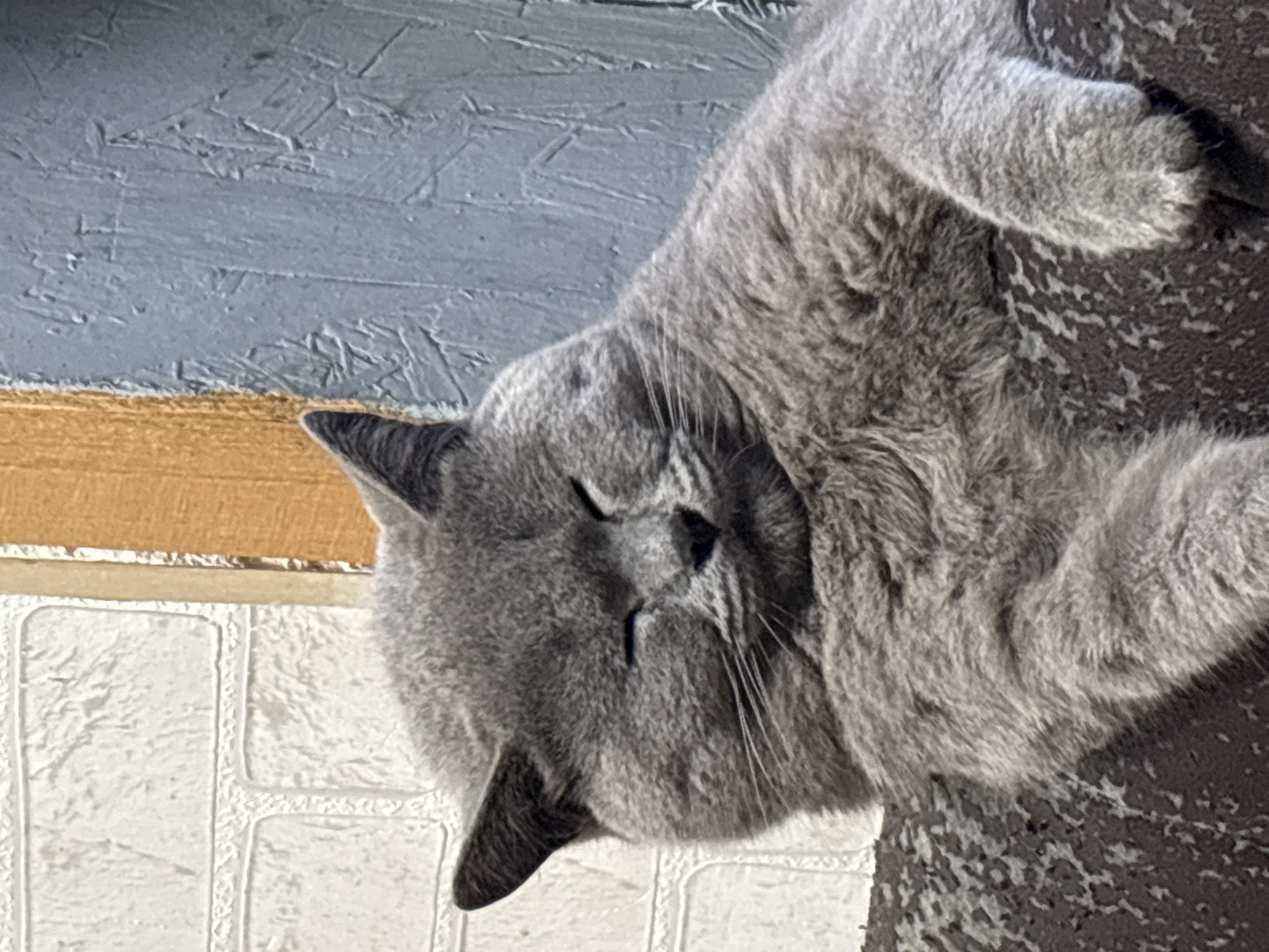 A gray cat is sleeping on a dark gray textured sofa. The sofa is positioned near a wall with a white brick pattern at the bottom, followed by a brown stripe, and a gray painted wall above. The cat's face is visible and its eyes are closed. The location is unknown.