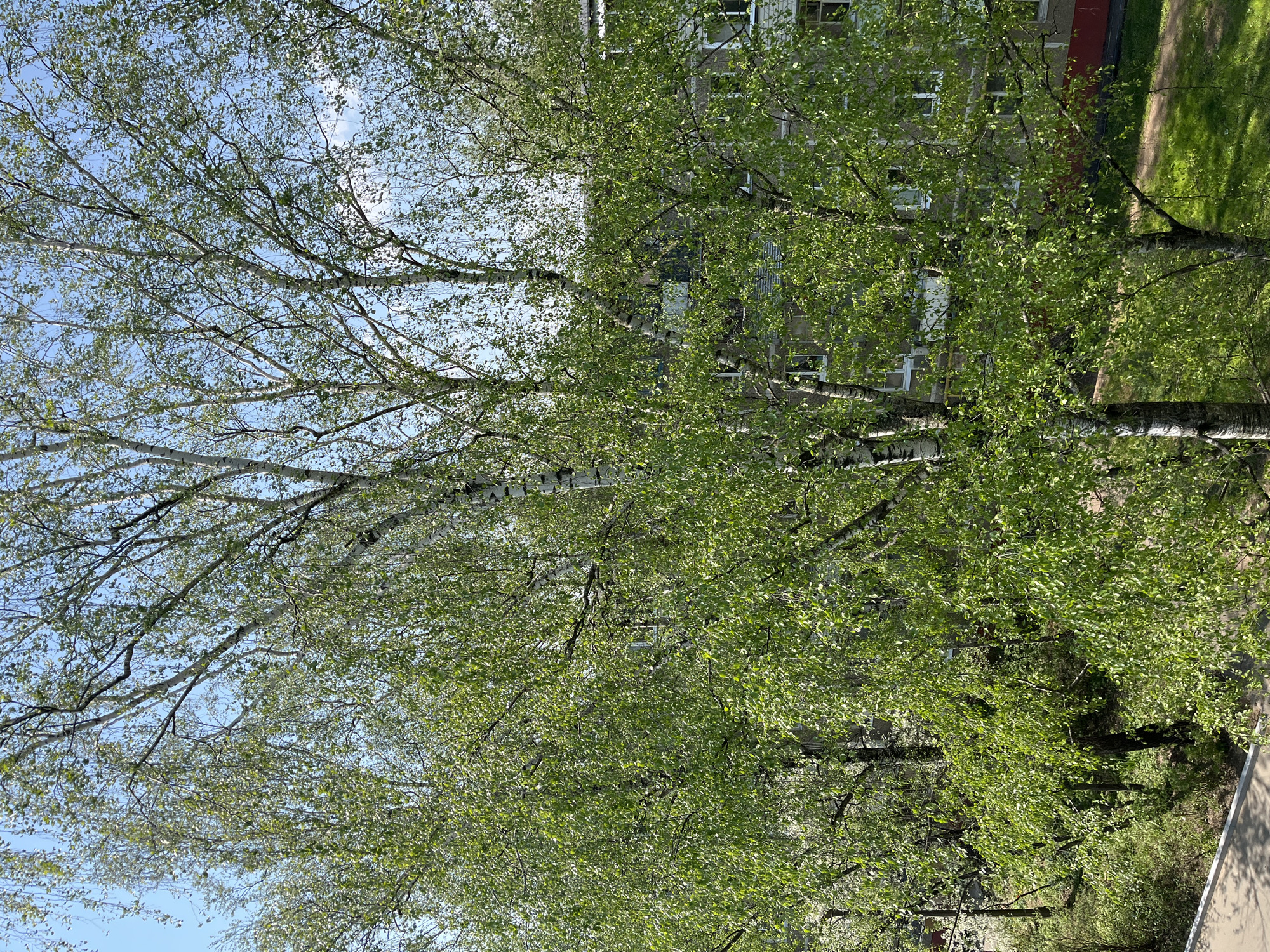 The image shows a view of birch trees with light green leaves, partially obscuring a building in Noginsk, Russia. The trees are in the foreground, their white bark visible between the foliage. A blue sky is visible through the branches in the upper left. The building in the background appears to be multi-storied, with several windows visible. The season appears to be spring or early summer based on the leaves. A patch of green grass is visible to the side of the building. A concrete surface or road is also visible in the lower right corner.