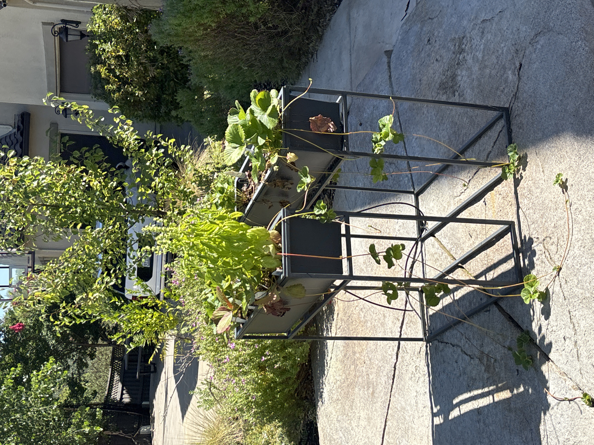 Two raised planter boxes, each filled with green leafy plants, are positioned on a paved patio area in Roseville, California. The planter boxes are made of dark gray material and are supported by black metal stands. The planter on the left contains what appears to be basil and possibly other herbs, while the planter on the right has strawberry plants with visible leaves and runners extending downwards. The strawberry plants have small green fruits. Surrounding the patio is lush greenery, including bushes and trees, with a light-colored house visible in the background. The scene is illuminated by bright sunlight, casting shadows from the planter stands and foliage onto the patio stones. A white vehicle is parked in the driveway behind the planters.