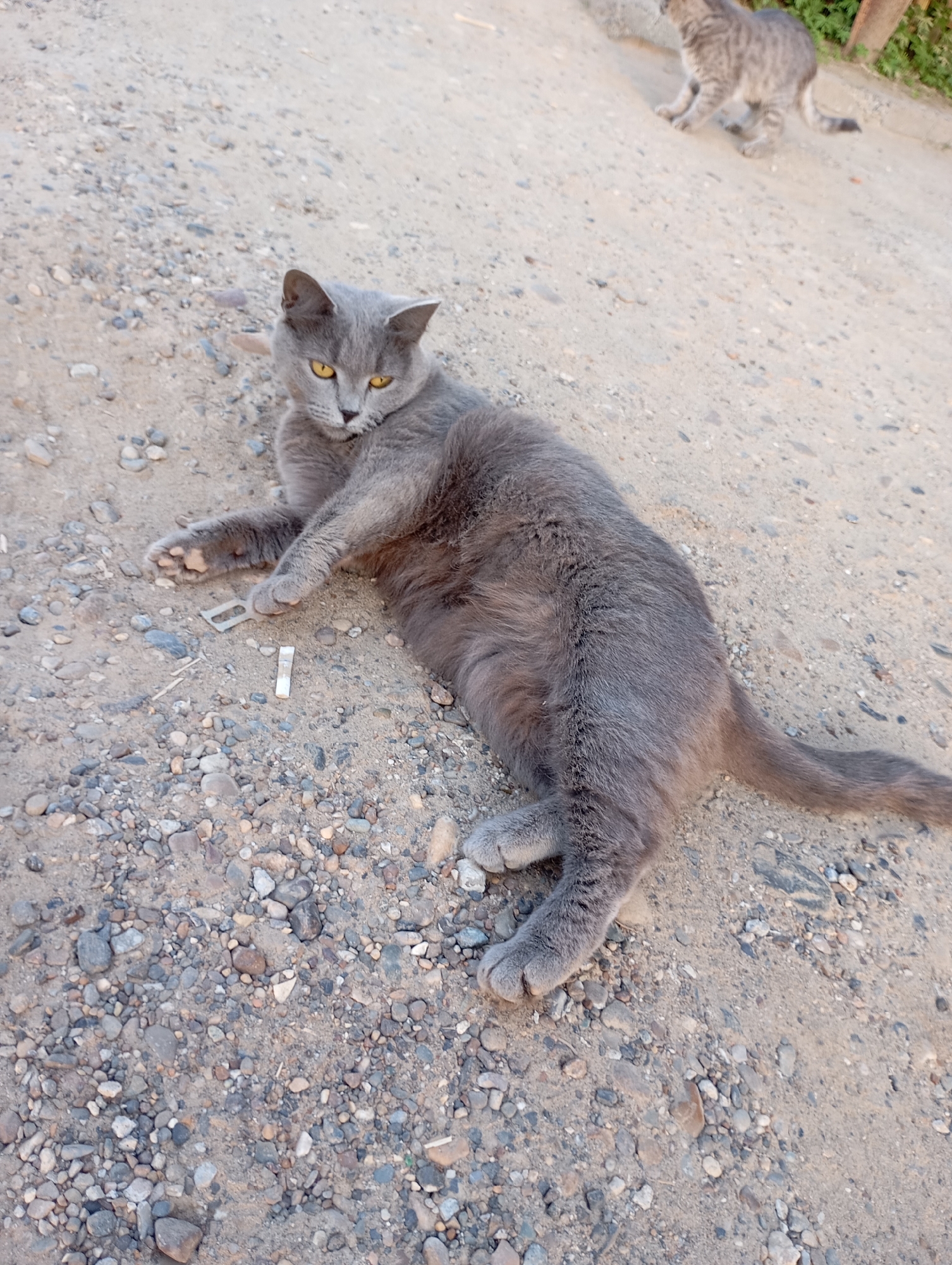 A gray cat lies on a gravelly dirt surface. Another gray cat is visible in the background. A small white object, possibly a cigarette filter, is near the cat. The location is Unknown, Unknown.