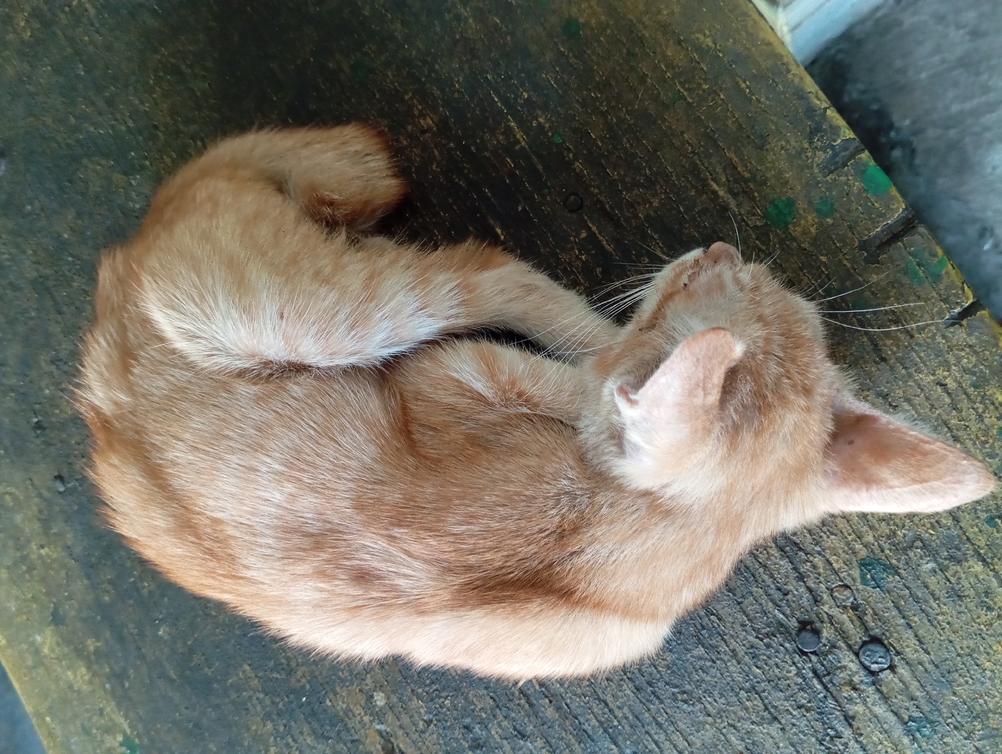 A ginger cat is curled up asleep on a weathered, textured wooden surface. The surface appears to be a table or bench, with visible grain and dark, possibly worn paint or stain. There are also some dark circular objects, possibly tacks or nails, embedded in the wood, along with faint green smudges. The cat's fur is a warm ginger color with lighter stripes. Its eyes are closed, and its body is tightly wound, suggesting a deep sleep. The lighting suggests it is daytime. The context of Kepulungan, Indonesia, implies this scene is likely outdoors or in an open-air setting common in rural or semi-rural Indonesian environments.