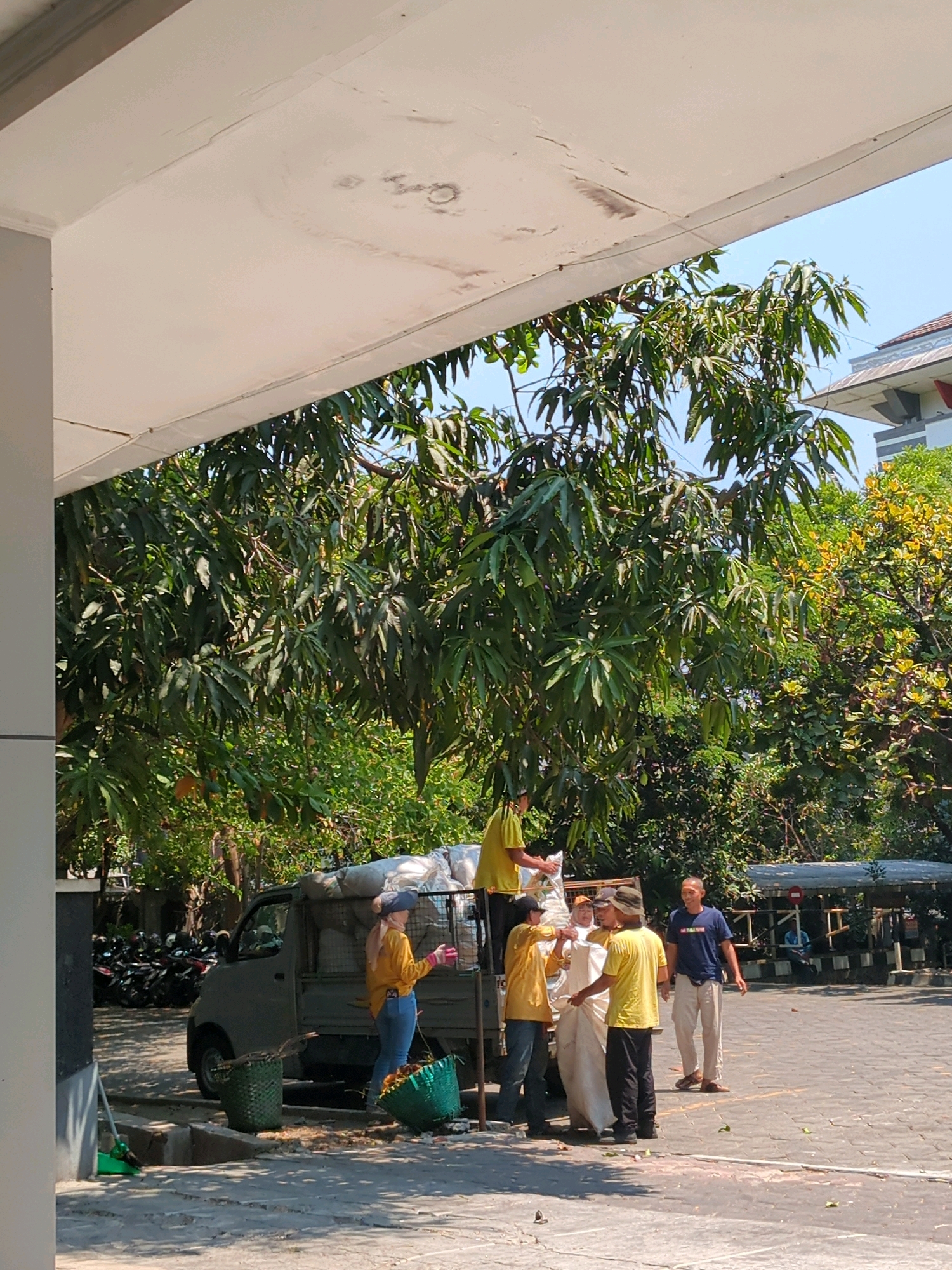 In Surakarta, Indonesia, on a sunny day, a group of individuals are engaged in the activity of harvesting mangoes from a tree. The scene is set in an outdoor area with paved ground and a small truck filled with harvested mangoes. One person is standing on top of the truck, likely assisting with the loading or arrangement of the fruits. Several people are gathered around the truck, some of whom appear to be working together. They are dressed in casual clothing, with some wearing yellow shirts. There are baskets on the ground, presumably used for collecting the mangoes. A small truck is parked nearby, its bed loaded with sacks of mangoes, suggesting a significant harvest. Lush green trees and foliage are visible in the background, indicating a tropical or subtropical environment. The presence of motorcycles parked in the background suggests this location might be a residential area or a public space where people park their vehicles. The architecture in the background, with its distinctive roofline, hints at the specific urban landscape of Surakarta.