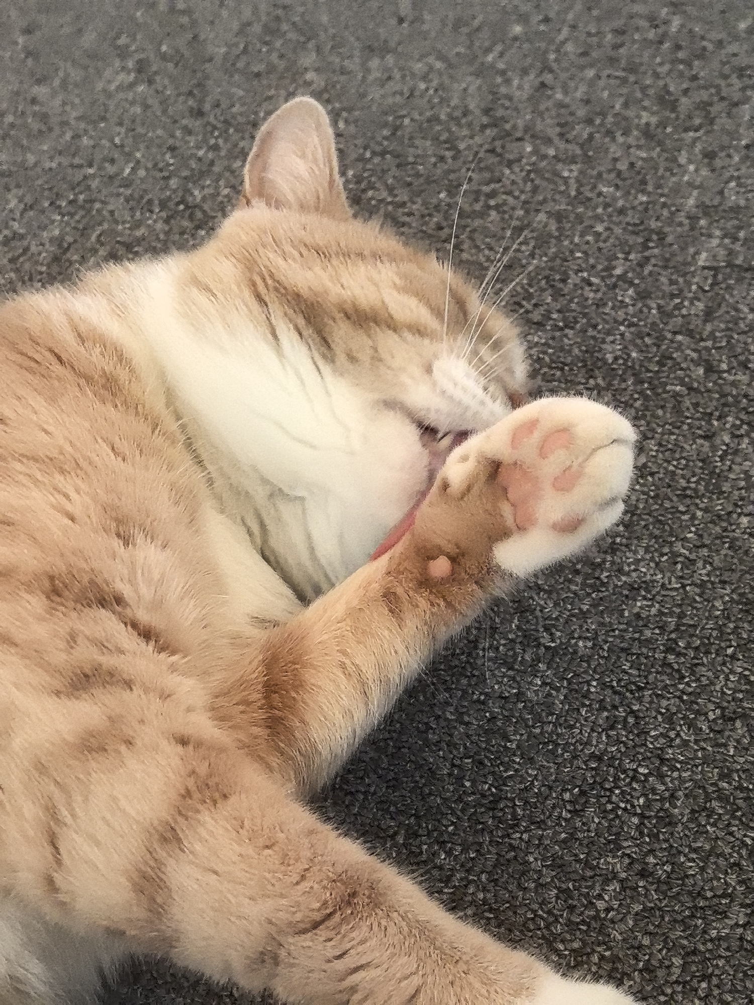 An orange and white cat is lying on a grey carpet, grooming its paw. The cat's eyes are closed, and its tongue is visible as it licks its paw. The carpet has a textured surface. The scene appears to be indoors, and there are no other subjects or objects clearly visible in the image. The location in the city of Pogorelki, Russia, cannot be determined from the image alone.
