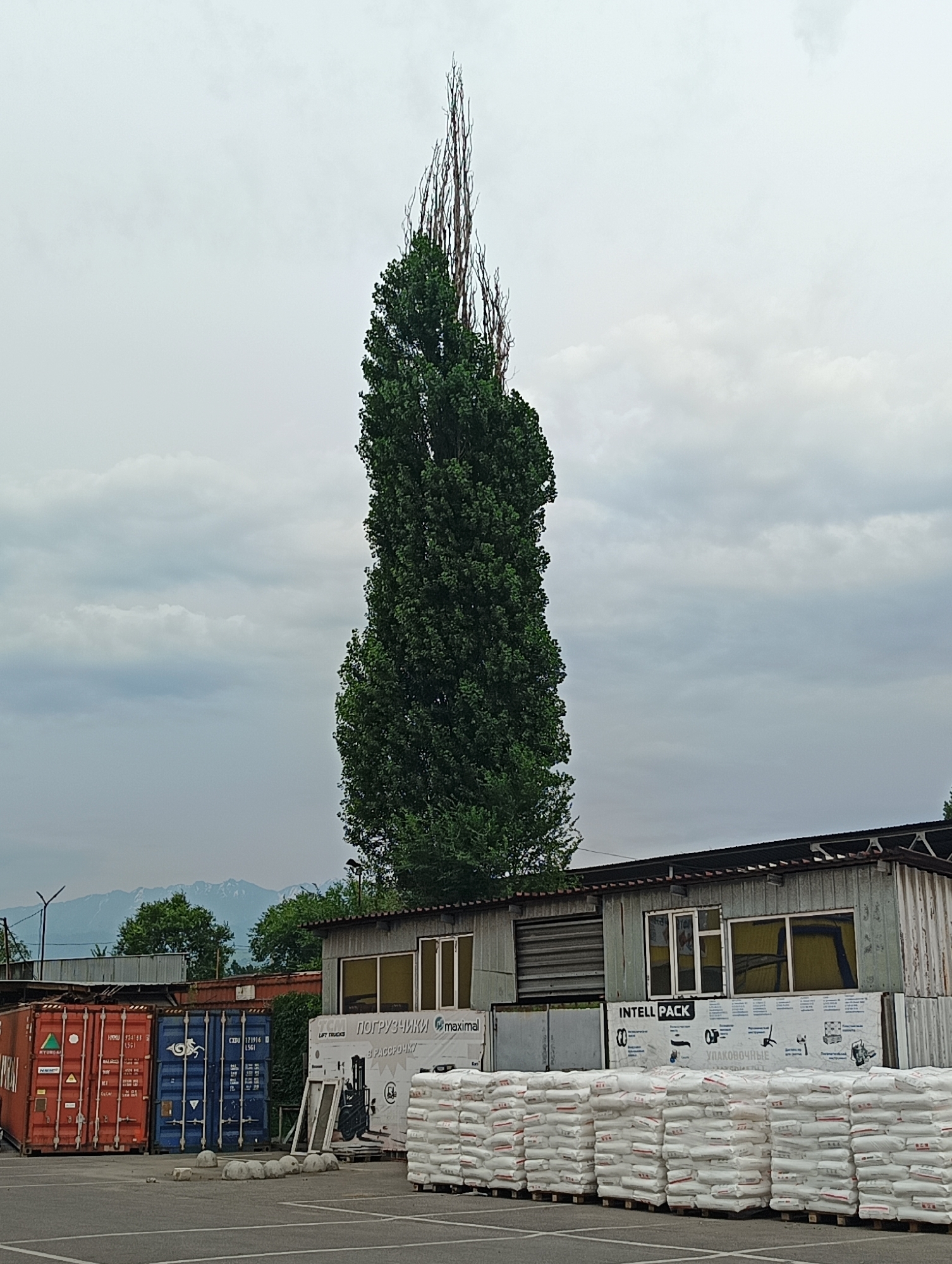 The image captures an outdoor scene in Almaty, Kazakhstan, likely a storage or industrial area. Dominating the frame is a tall, slender tree with a dense green canopy and a very thin, pointed crown of dry branches reaching towards the overcast sky. The weather appears cloudy, suggesting a possibly humid or rainy day.
In the foreground, a paved lot is visible, with several shipping containers stacked and arranged. To the left, a bright orange container is prominent, followed by a blue container. Behind these, a more industrial-looking building with corrugated metal walls and windows with yellow tints is situated.
Stacked in front of the building are numerous large white bags, neatly arranged on pallets. These bags appear to be some form of product or material, possibly construction supplies or agricultural goods. A banner or sign is attached to the building above the bags, featuring text in both English and what appears to be Cyrillic script. Some of the visible text includes "INTELL PACK", "LIFT TRUCKS", and "УПАКОВОЧНЫЕ". This suggests a business related to packaging or logistics.
In the background, hints of mountains can be seen through the trees, consistent with the geography of Almaty. The overall impression is one of an active commercial or logistical hub under a muted sky. There are no people visible in the image.