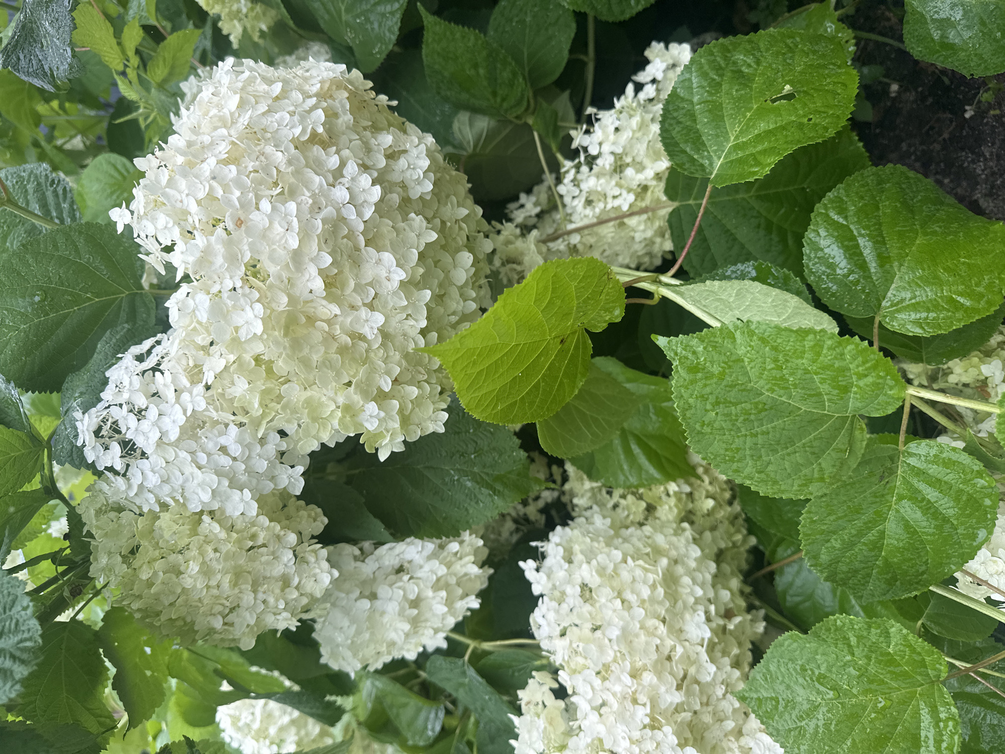 In Staritsa, Russia, a close-up photograph captures a dense cluster of white hydrangeas, their delicate petals appearing wet, likely from recent rain. The blossoms are interspersed with large, vibrant green leaves, some of which also show water droplets. The background is a blur of more foliage and hints of darker soil, suggesting a garden or natural setting. The overall impression is one of lush, natural beauty after a rainfall.