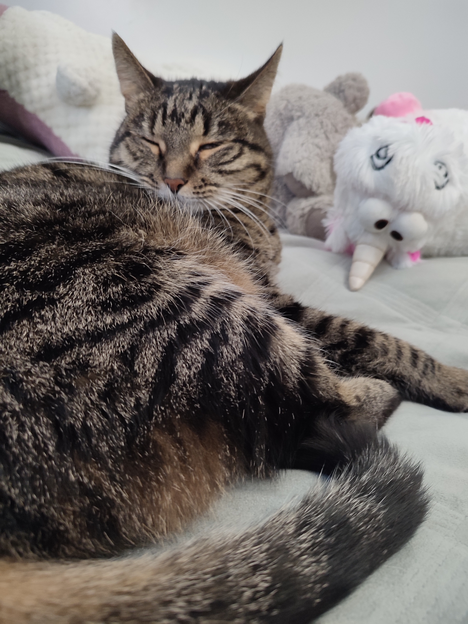 In a domestic setting, a tabby cat is lying down on a light blue surface, possibly a bed or sofa. The cat's eyes are closed, indicating it is resting or sleeping. To the right of the cat are two stuffed toys: a gray teddy bear and a white unicorn with a pink horn and ears. The background is blurred, but appears to be indoors. The image does not contain any information regarding the city of Murino, Russia.