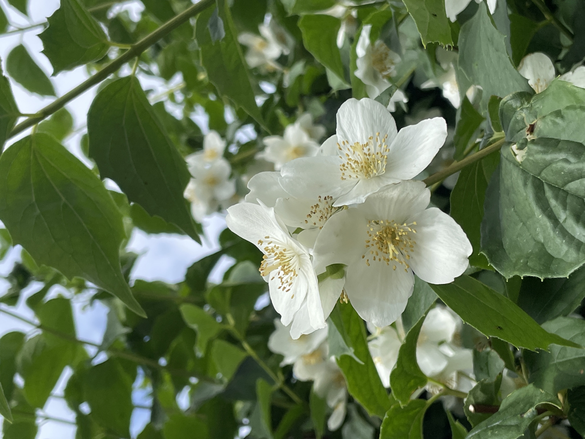 The image shows a close-up view of white jasmine flowers with yellow stamens, blooming among lush green leaves. The flowers are delicate and star-shaped, with several in focus in the foreground and others blurred in the background. The leaves are a deep green, with some showing serrated edges. The overall impression is of a natural, serene setting, likely a garden or park. The location is identified as Saint Petersburg, Russia, suggesting a public park, botanical garden, or perhaps a private garden within the city. The scene is peaceful and tranquil, with the focus on the beauty of the blooming jasmine. There are no people or visible actions, indicating a still-life composition of nature. The lighting appears to be natural daylight, casting soft shadows and highlighting the textures of the petals and leaves. The background is a blur of green foliage and a hint of the sky, further emphasizing the flowers.