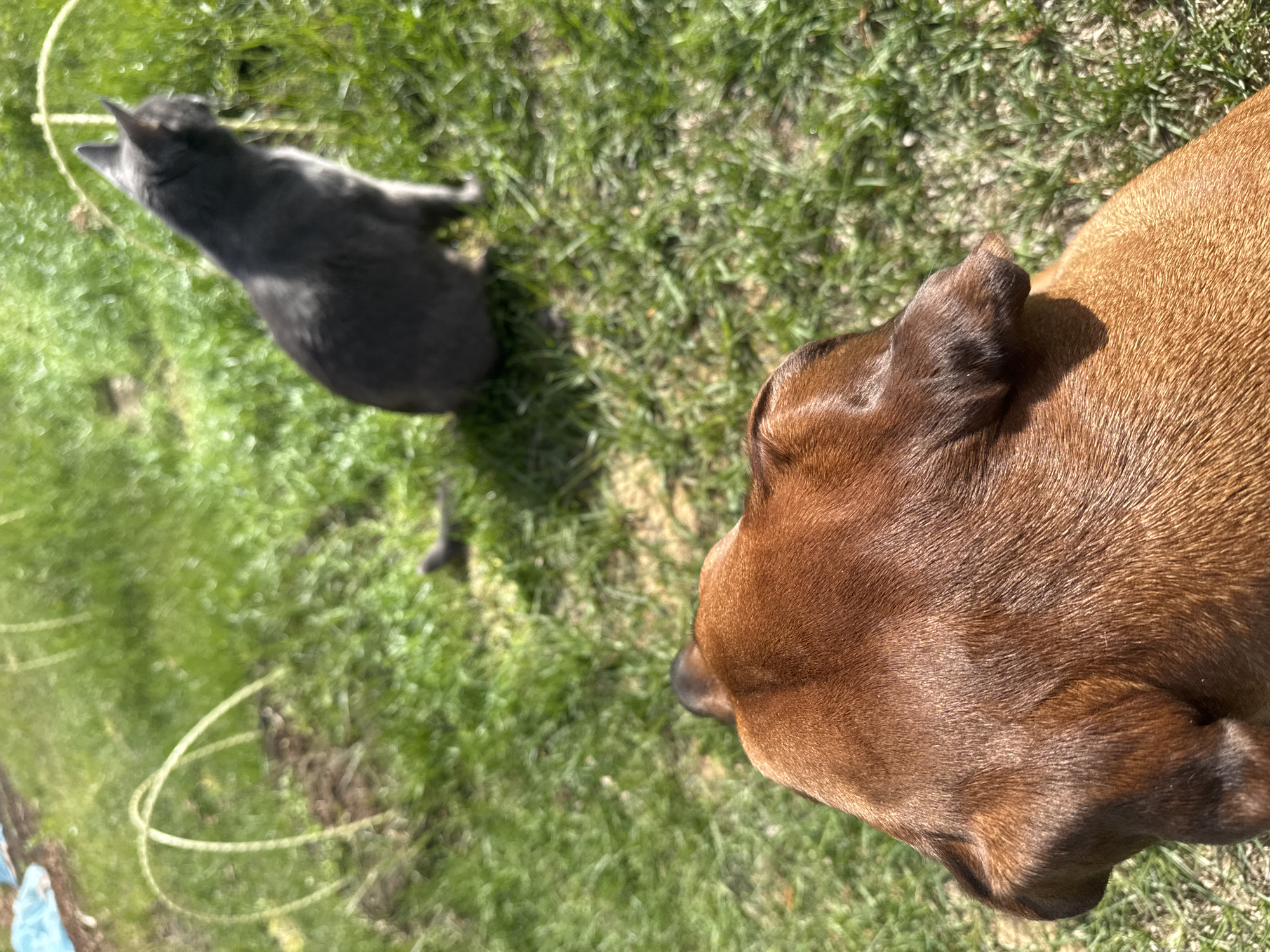 A high-angle shot captures a tan dog and a gray cat on a grassy lawn. The dog's head, predominantly in focus, occupies the right portion of the frame. The cat is positioned in the upper left area. The scene is outdoors, in daylight, with grass visible throughout the background. There is a string on the grass near the cat. The location in the city of Bol'shoye Kozino, Russia is unknown.