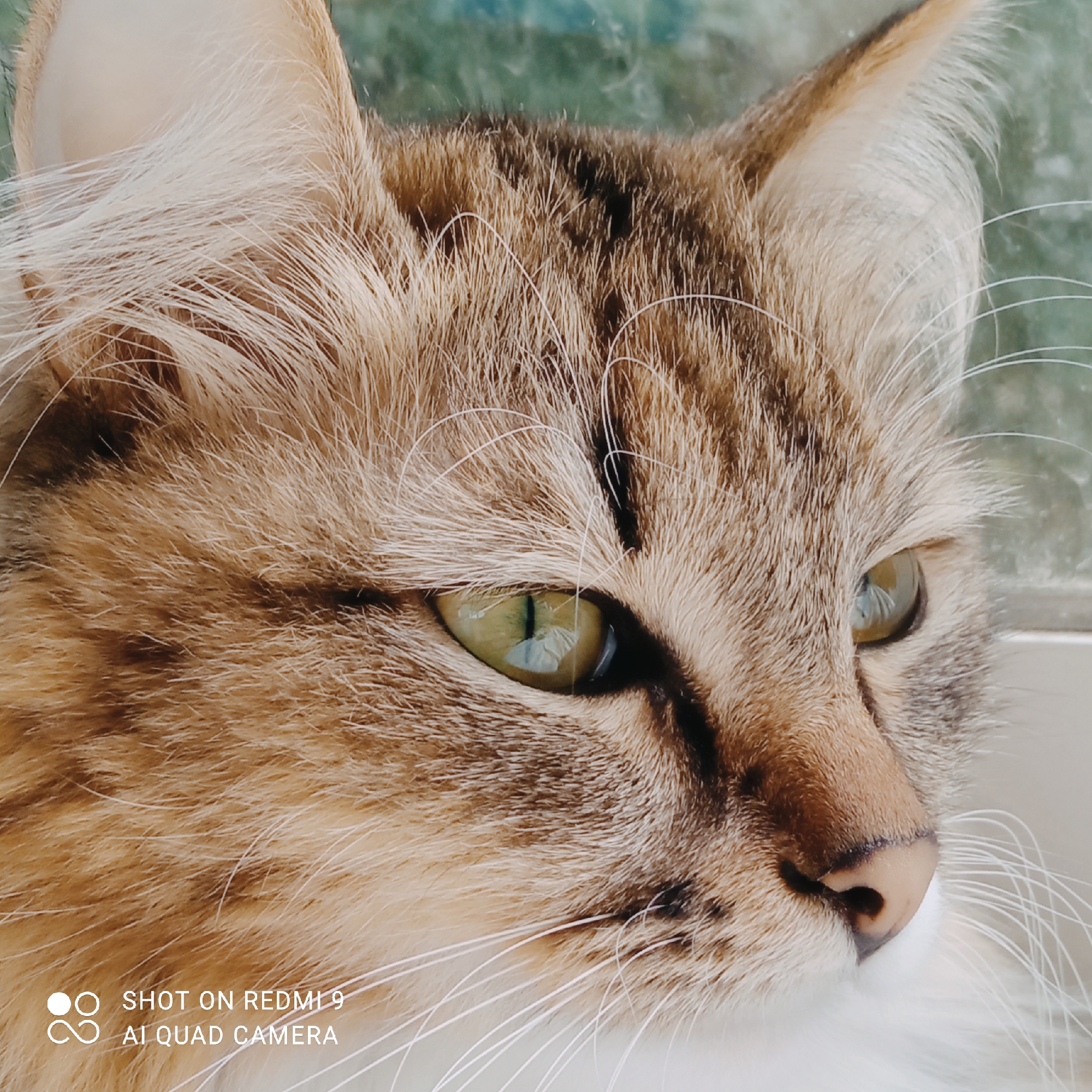 The image is a close-up, eye-level, medium shot of a domestic cat. The cat is looking to its right, with its face filling most of the frame. The cat has brown and tan tabby markings, with prominent white whiskers. Its eyes are a striking green, with vertical pupils. The background is out of focus and appears to be a window with a greenish tint. There is no indication of the city of Chaikovsky, Russia in the image, nor any people, objects, or actions that would suggest this location. The bottom left corner of the image contains text that reads "SHOT ON REDMI 9 AI QUAD CAMERA," indicating it is a photograph taken with a mobile phone.