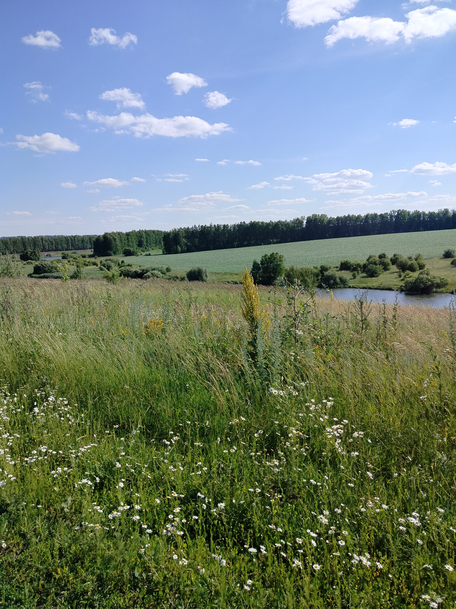 The image depicts a serene natural landscape under a bright blue sky dotted with fluffy white clouds. In the foreground, a lush field of tall green grass is interspersed with numerous small white wildflowers, creating a vibrant carpet of vegetation. A tall, slender yellow flower stands prominently amidst the greenery. The middle ground features a calm body of water, likely a river or pond, bordered by reeds and bushes. Beyond the water, a vast, flat green field stretches out, contrasting with a dense line of dark green trees forming a distant treeline. The overall scene suggests a rural or semi-rural environment, possibly a meadow or a field near a body of water, bathed in the warm light of daytime.