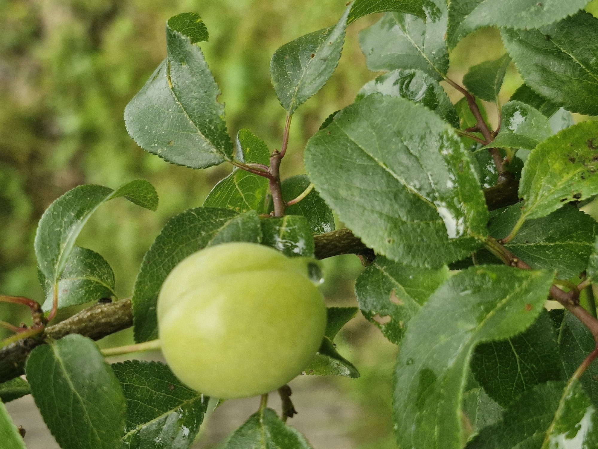 A single, unripe green plum hangs from a thin branch of a tree, surrounded by lush green leaves. The leaves are slightly wet, indicating recent rain or dew. Some of the leaves have minor imperfections, such as small holes or brown spots. The background is a soft blur of green, suggesting more foliage and a natural outdoor setting. The image appears to be a close-up shot, focusing on the fruit and its immediate surroundings. The location is Kêkava, Latvia.