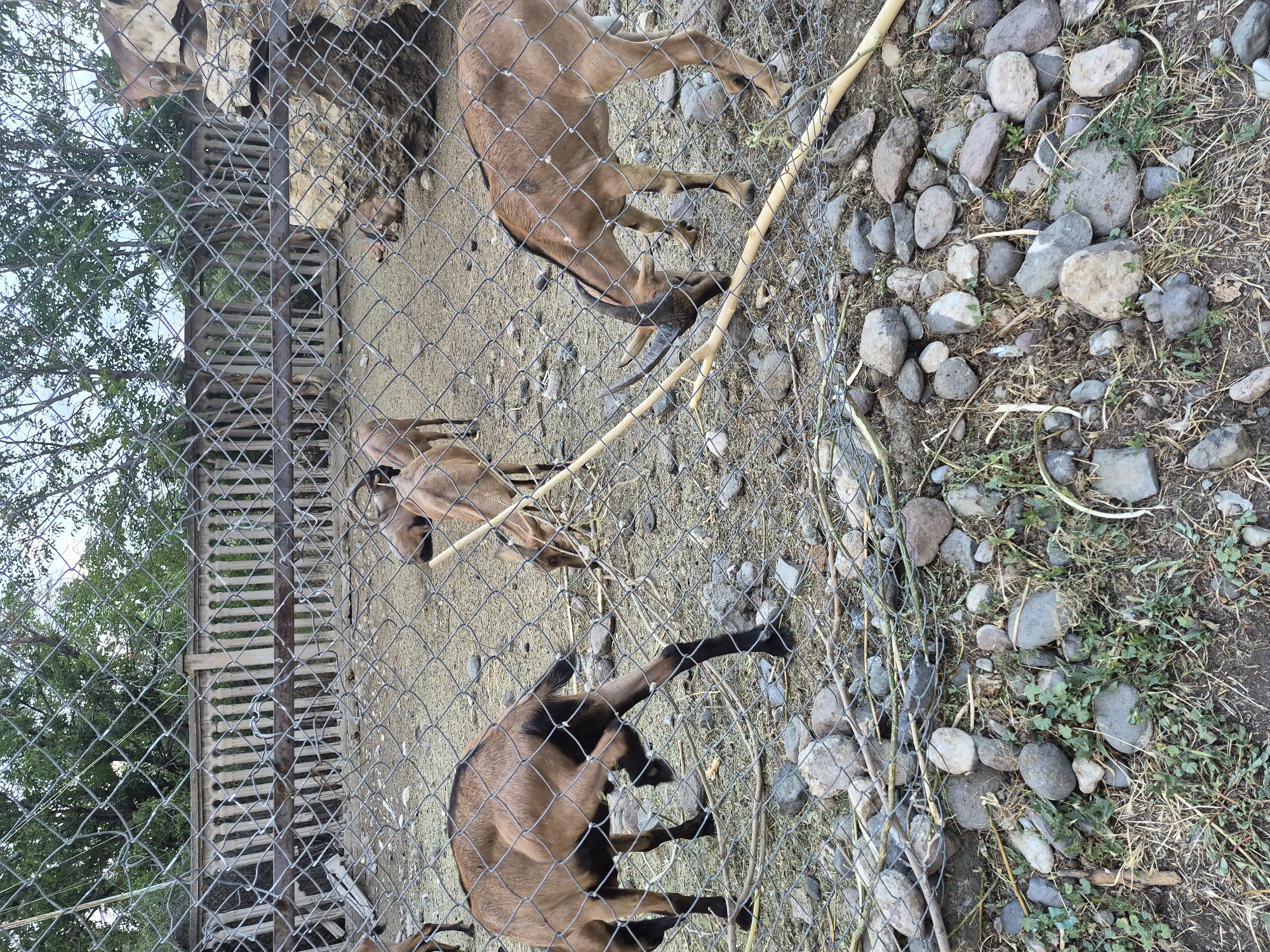 The image captures a group of goats within an enclosure, likely at a zoo or animal sanctuary, located in the city of Ditak, Armenia. The enclosure features a wire mesh fence in the foreground, obscuring a clear view of the subjects. Behind the fence, several goats with brown and black fur are visible. Some are grazing on the dry ground, which is covered with small stones and dry vegetation. In the background, a stone wall and trees can be seen, suggesting an outdoor setting. The goats appear to be of a medium size, with some possessing small horns. The overall impression is one of a naturalistic habitat designed to accommodate these animals.